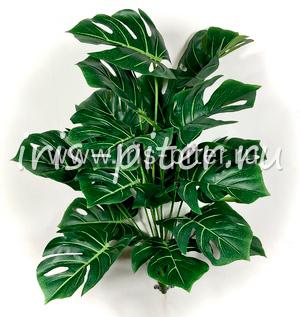 Монстера 18 листов