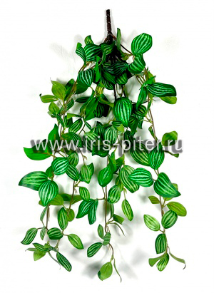 Пеперомия тетрагона 5вет