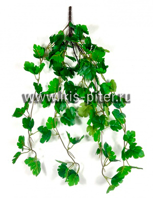 Циссус 5вет