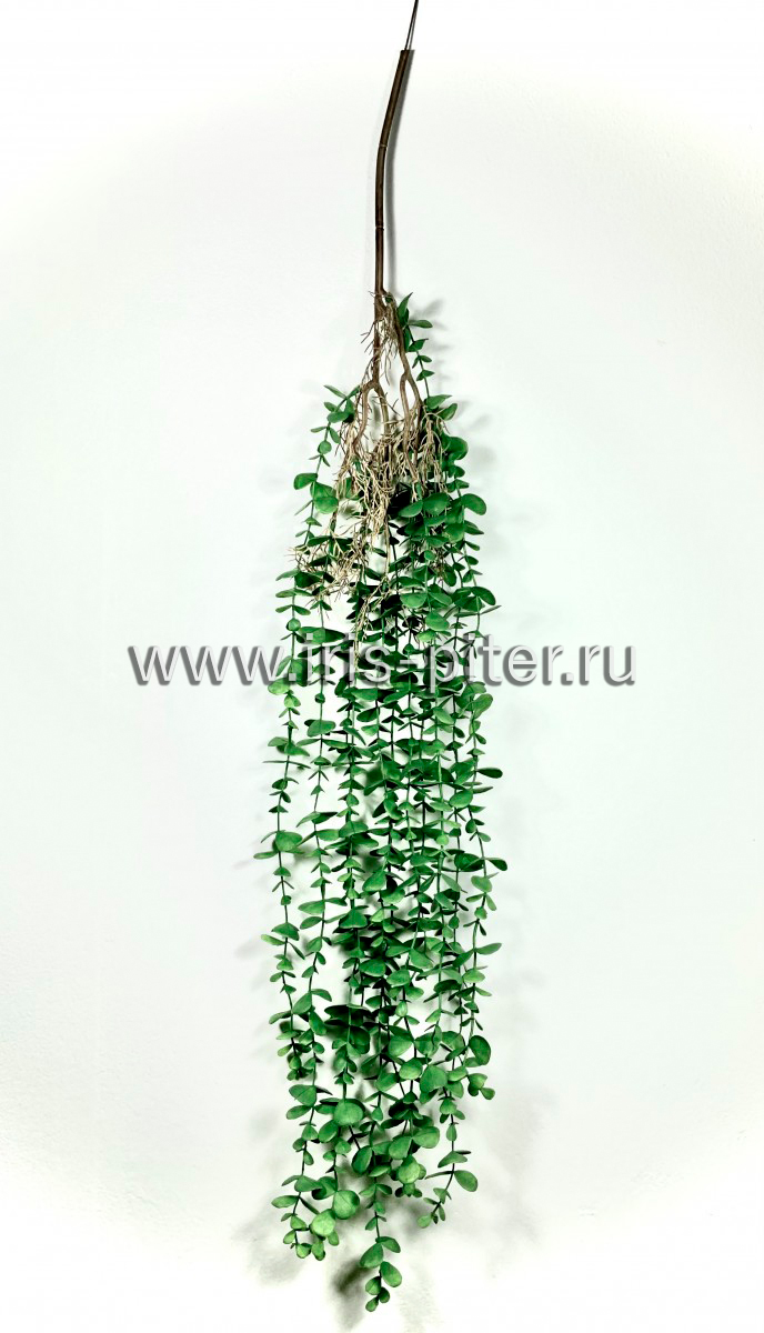 Ветка эвкалипт 11в с корешками