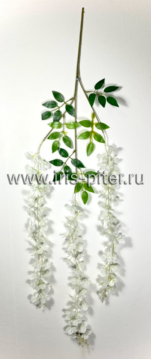 Ветка вистерия белая