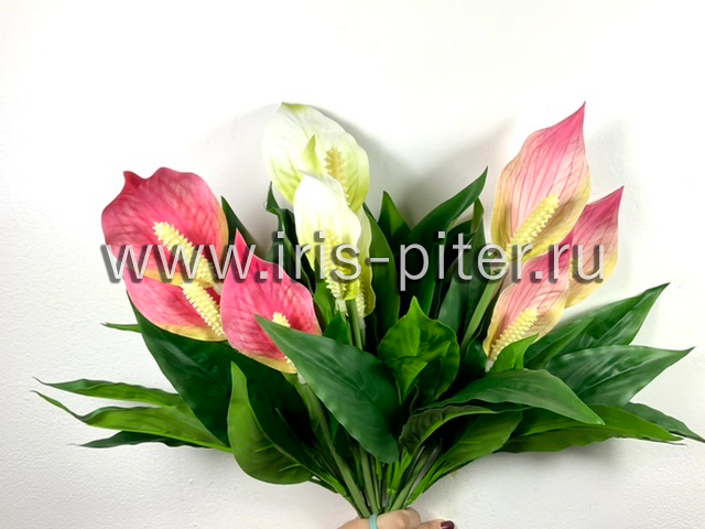 Спатифиллюм горшечный 3г 7веток