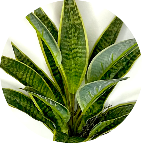 Ханни голден