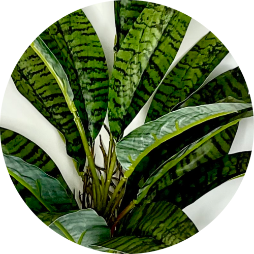 Футура суперба