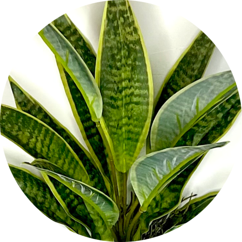 Ханни голден