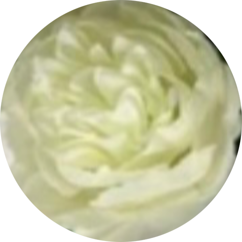 белый