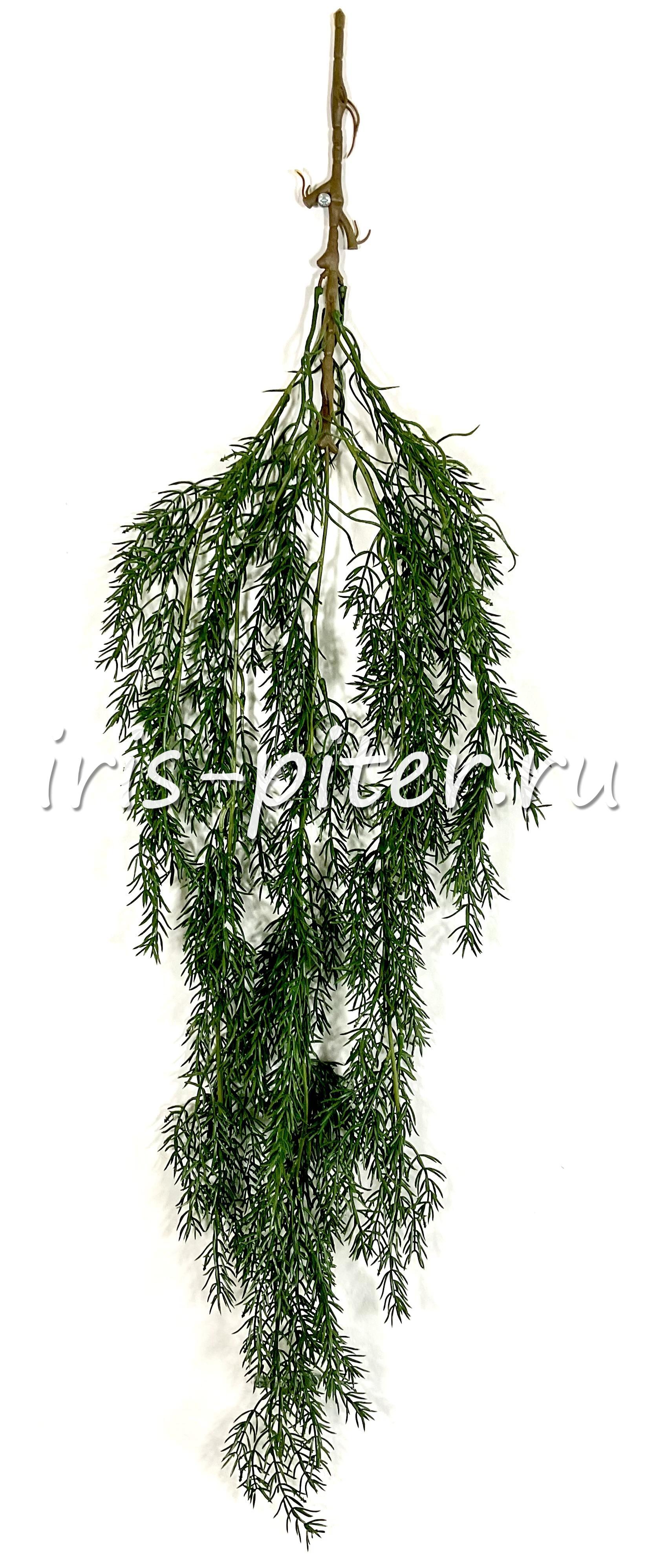 Ветка рускус