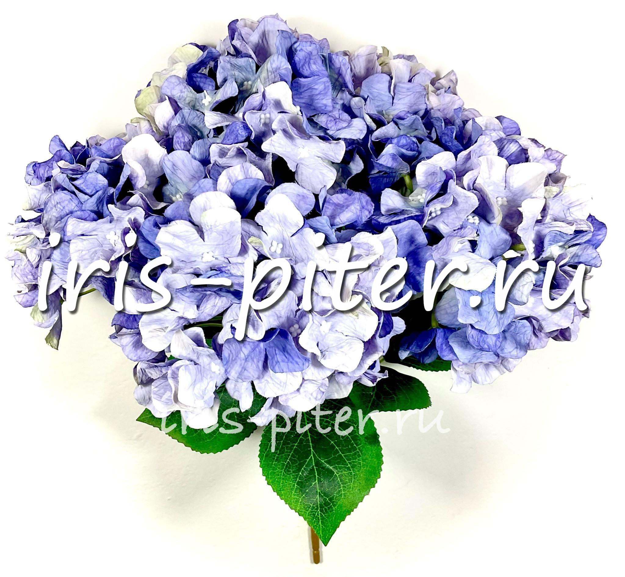 Букет гортензия 5г флористич