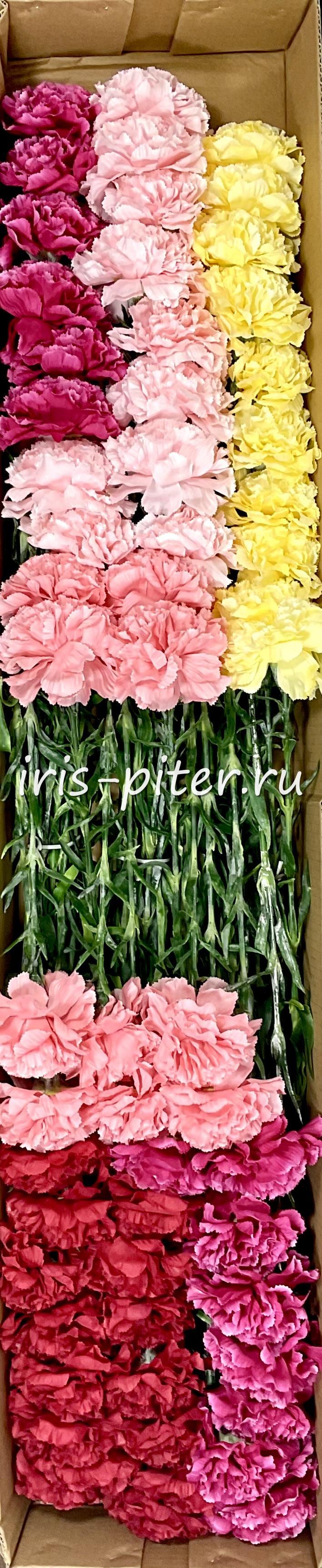 Гвоздика одиночная 