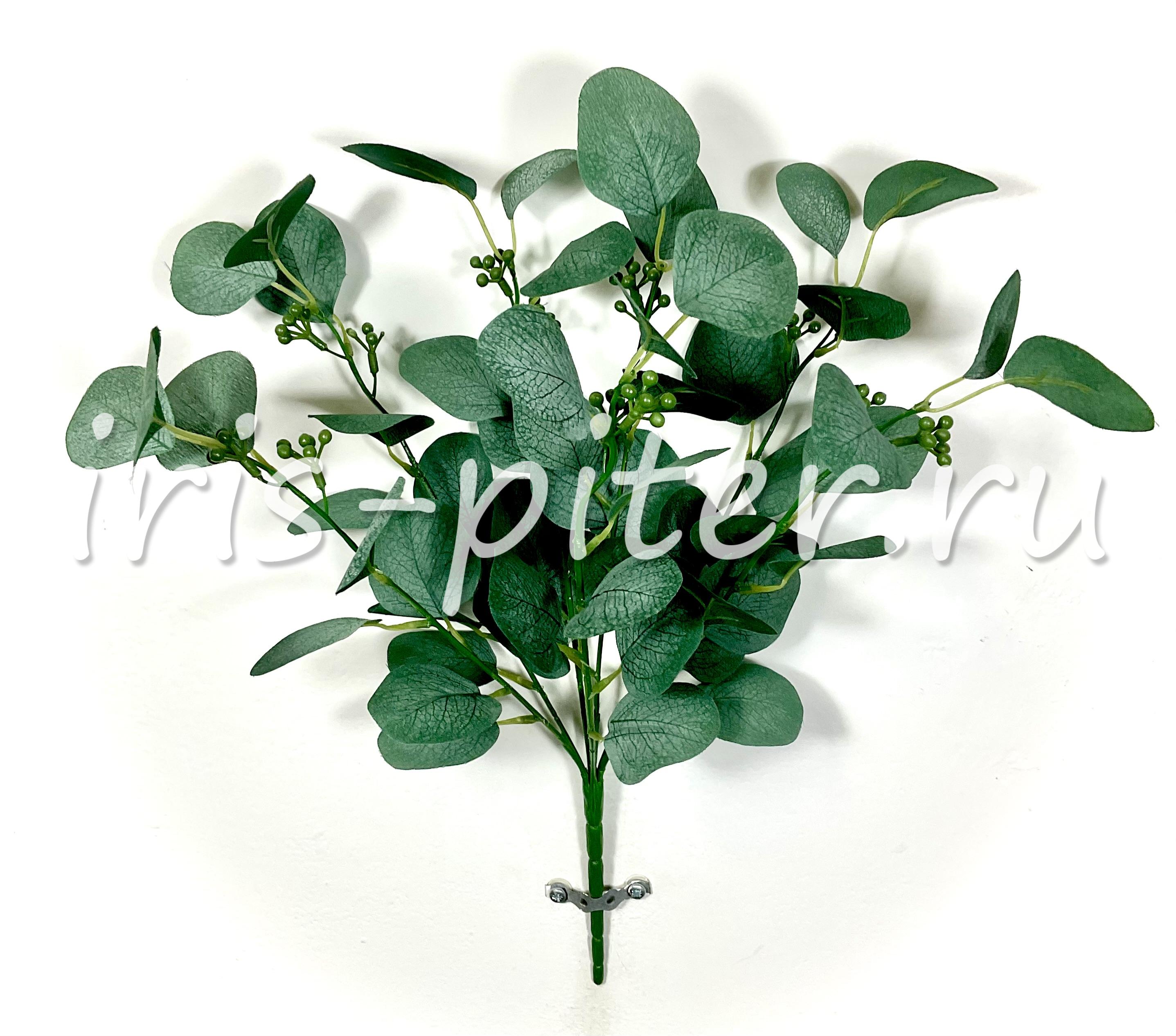 Куст эвкалипт 7вет цветущий