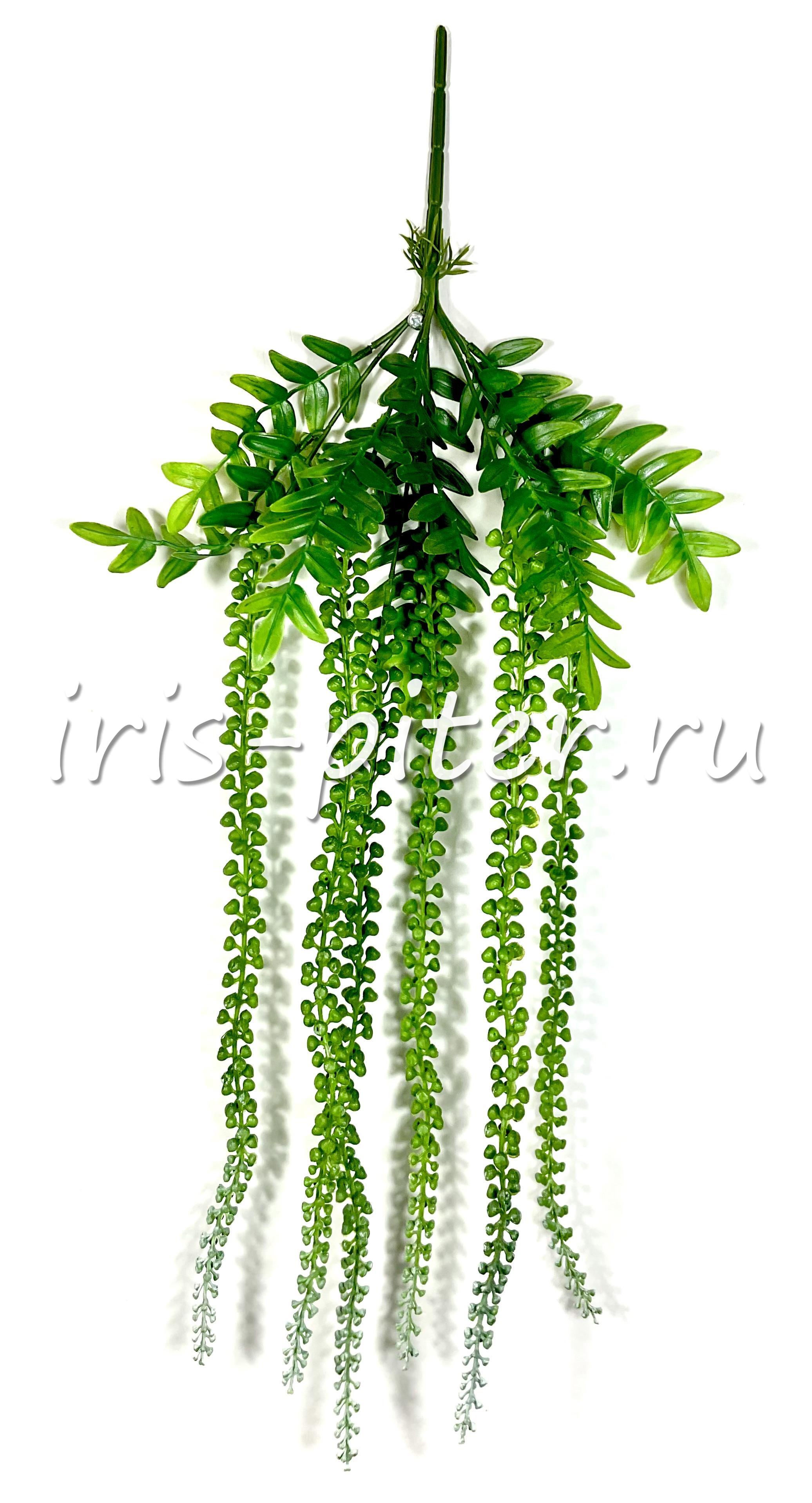 Ветка крестовник Роули