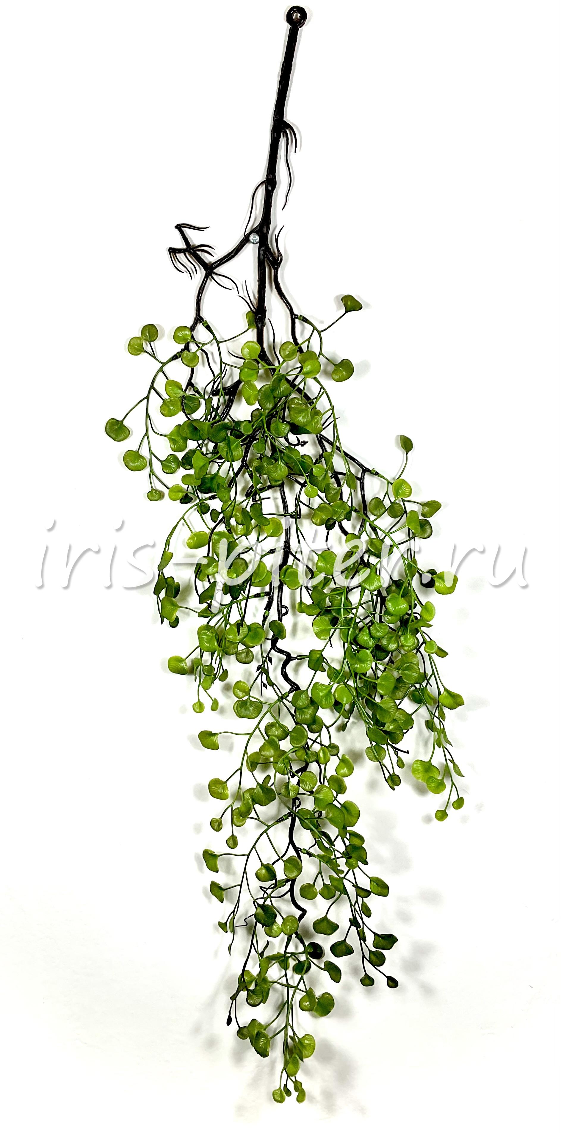 Ветка пилея мелколистная