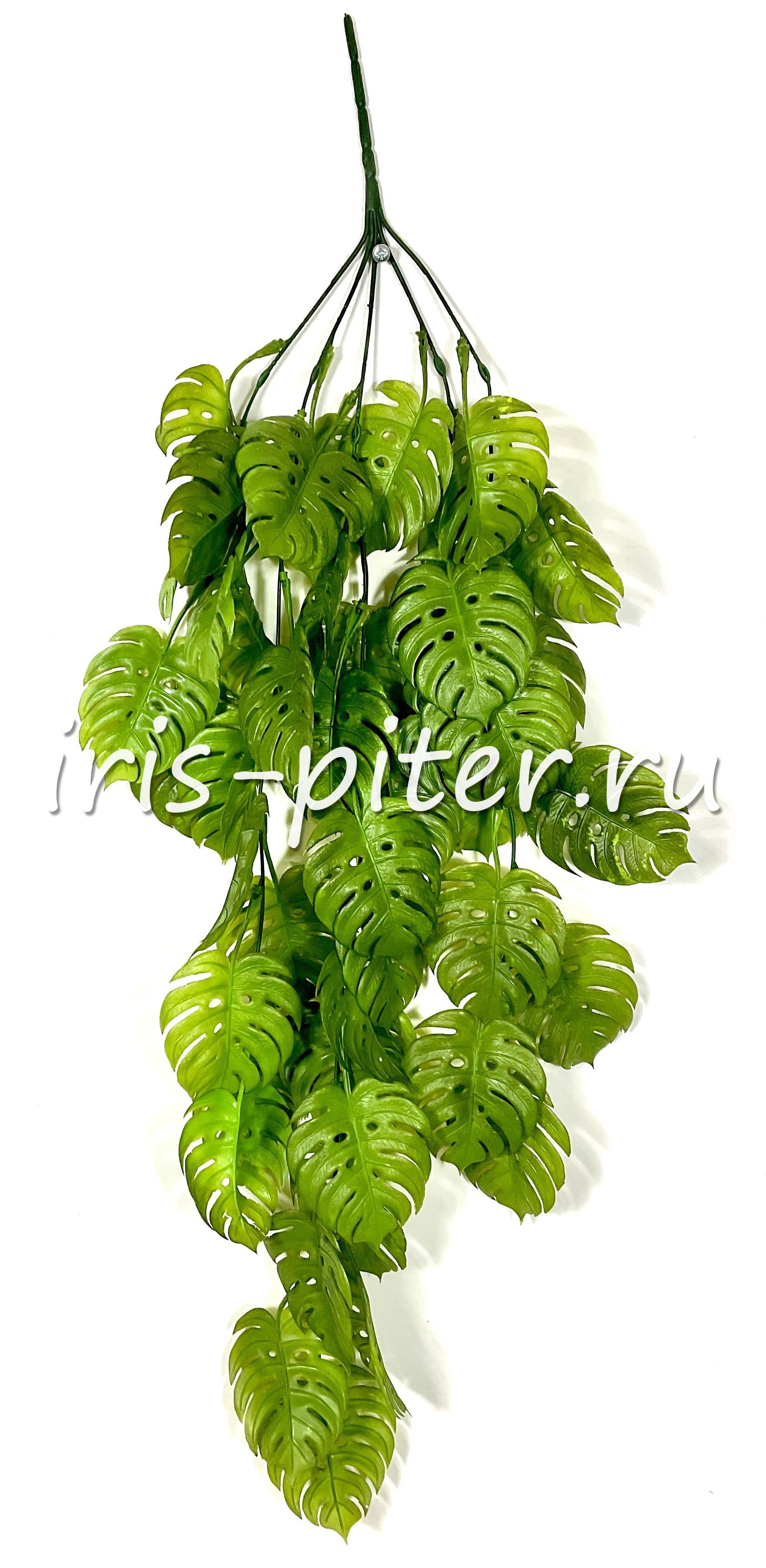 Ветка монстера 5вет