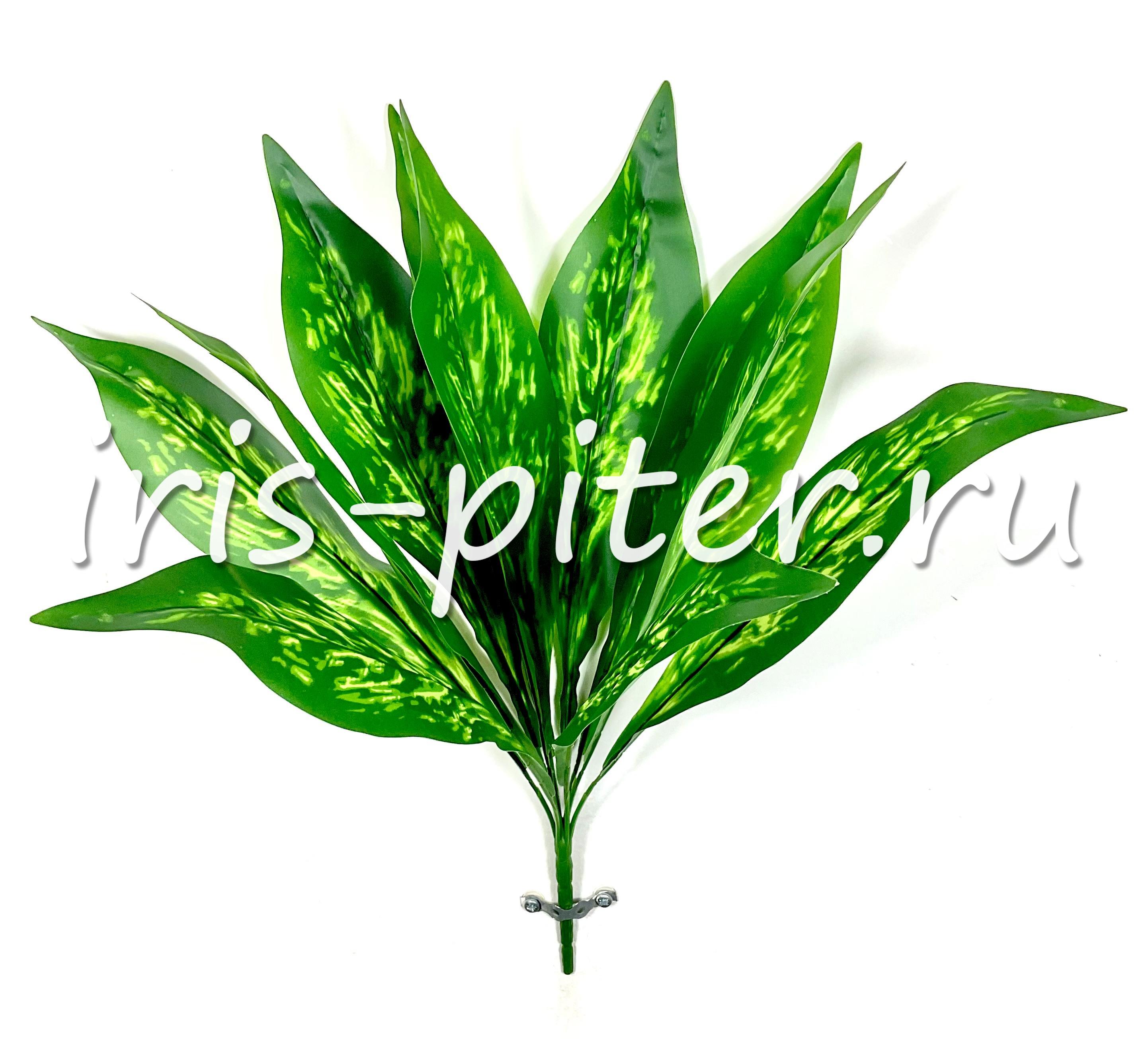   куст горшечный диффенбахия светлый лист