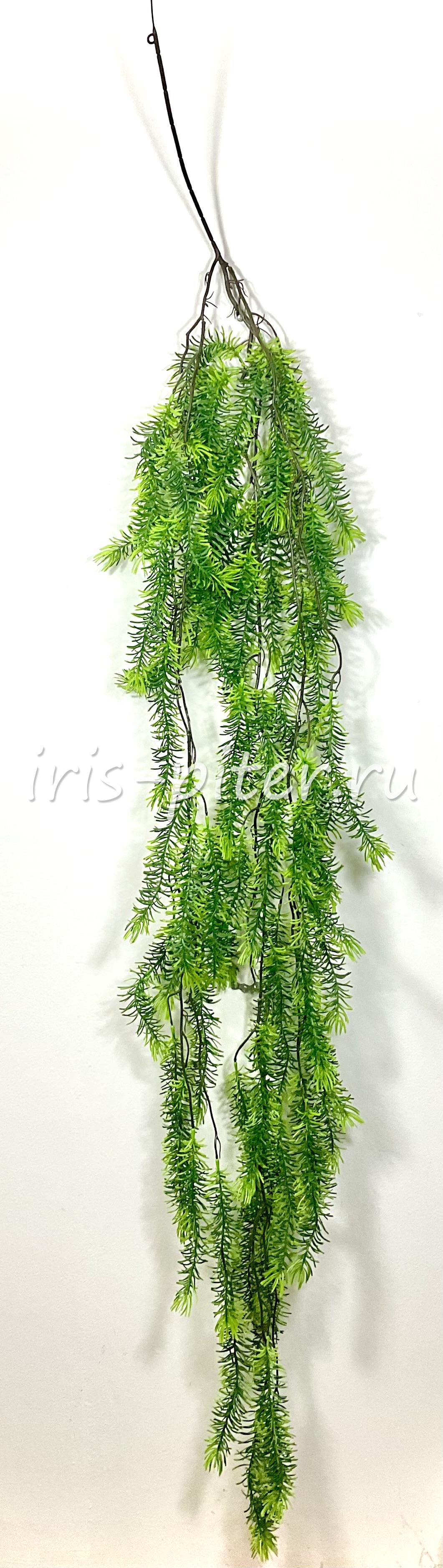 Ветка Крифея амурская