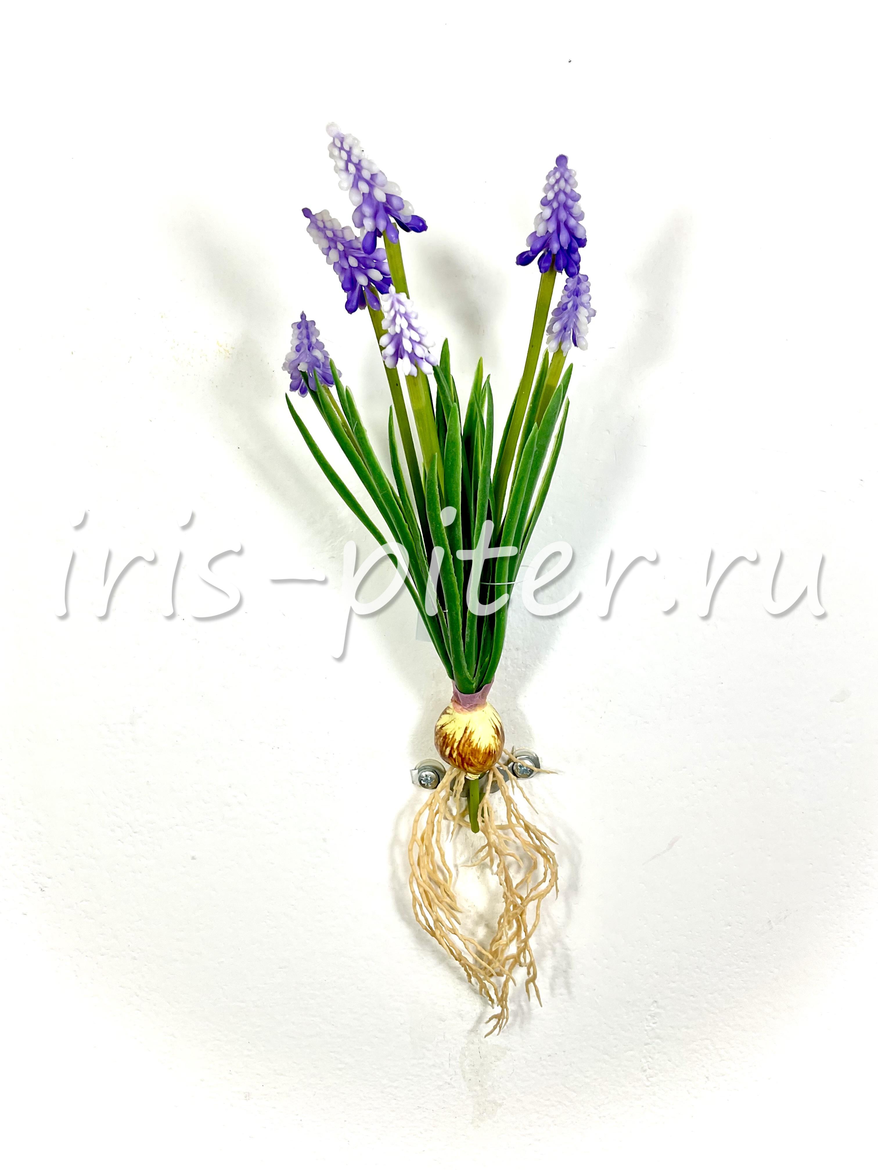 мускари с луковицей