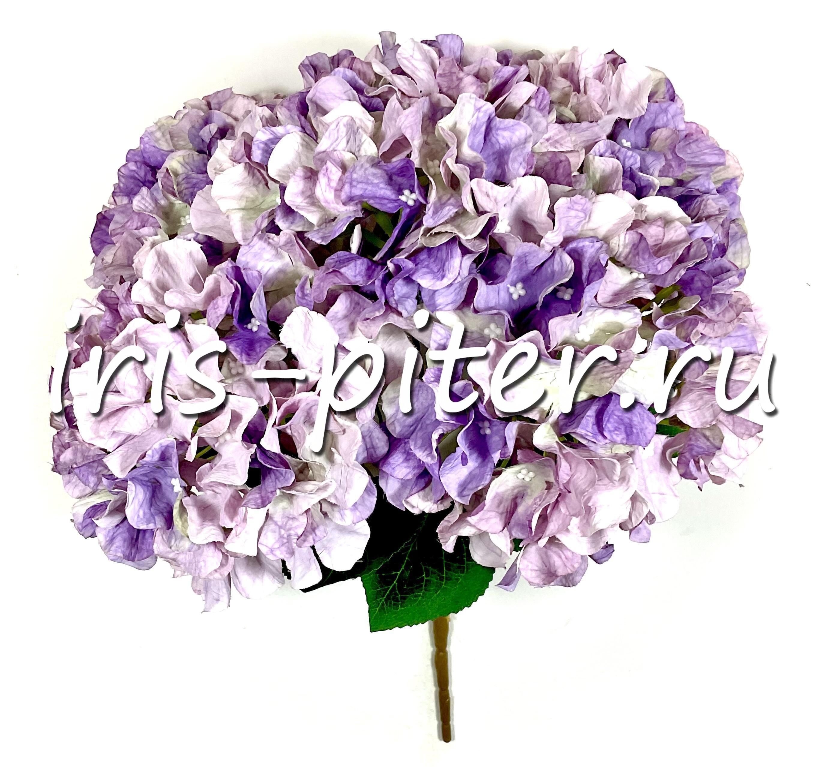 Букет гортензия 5г флористич