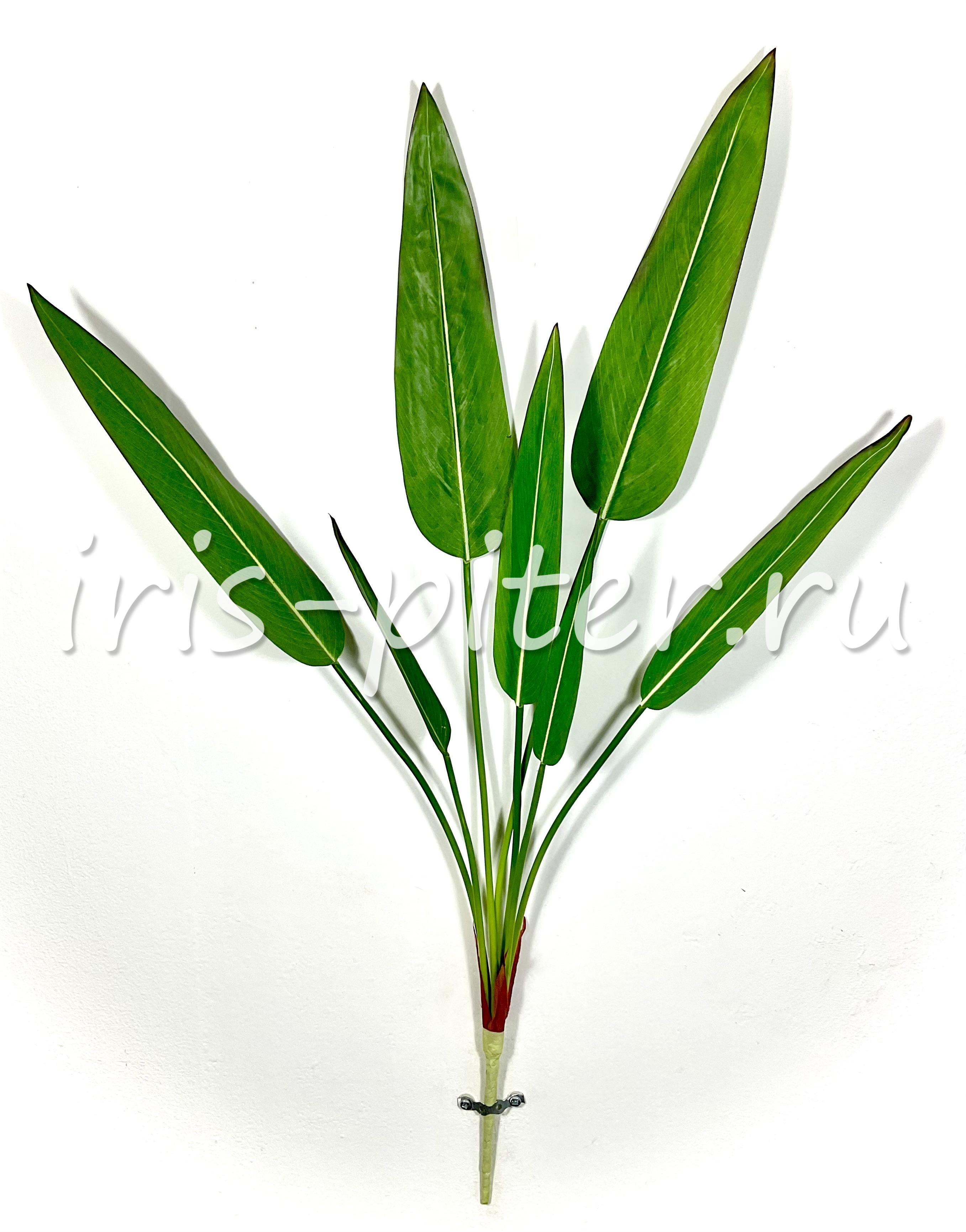 куст стрелиция 7листьев