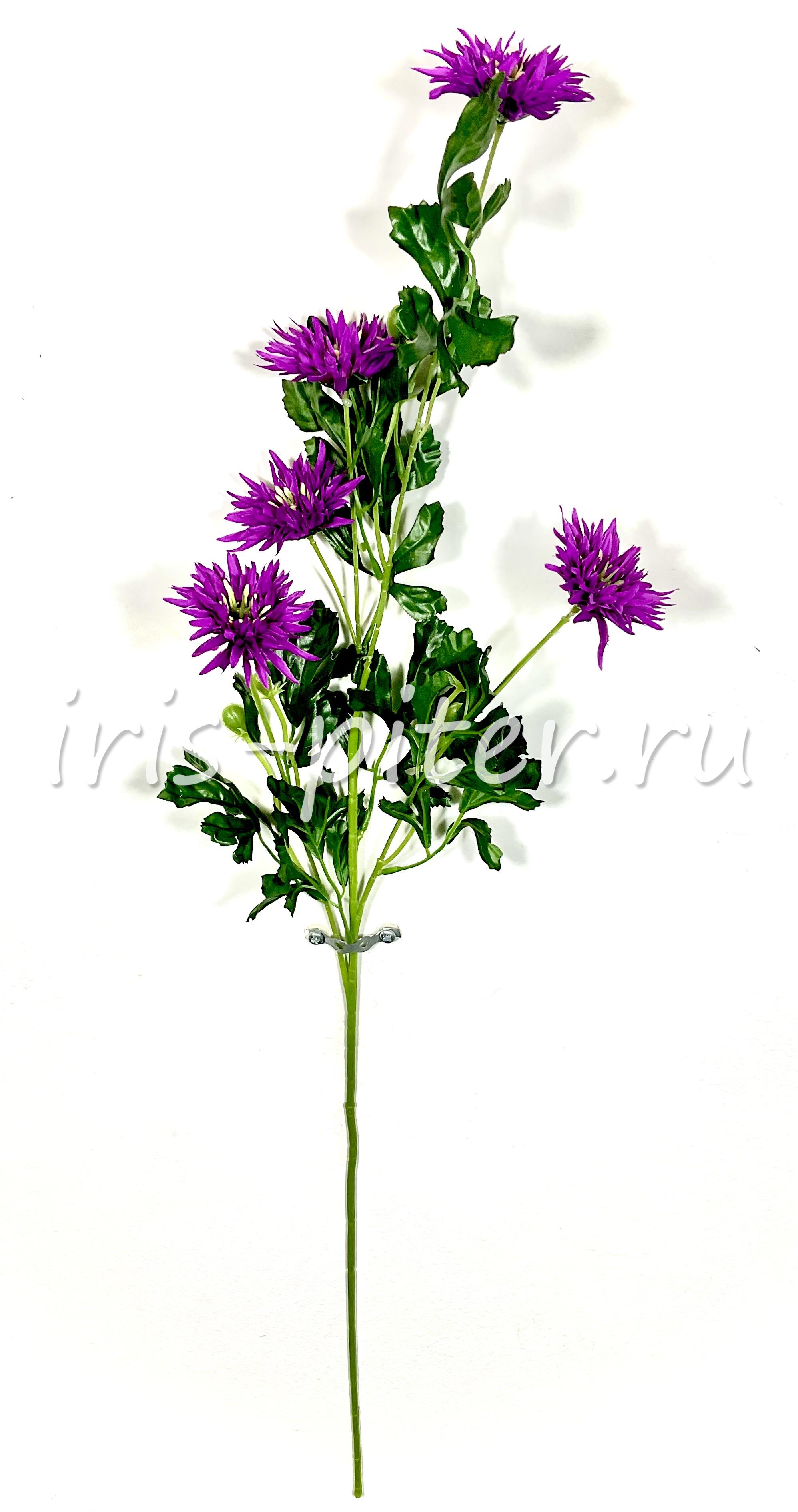 Ветка астра