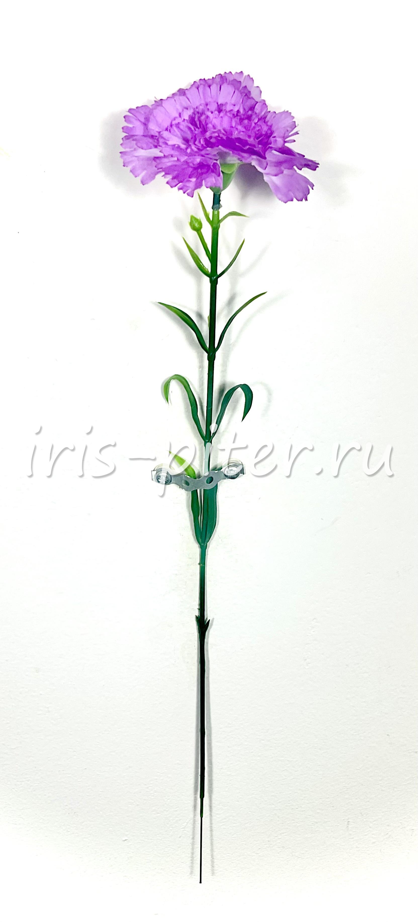 Гвоздика одиночная 