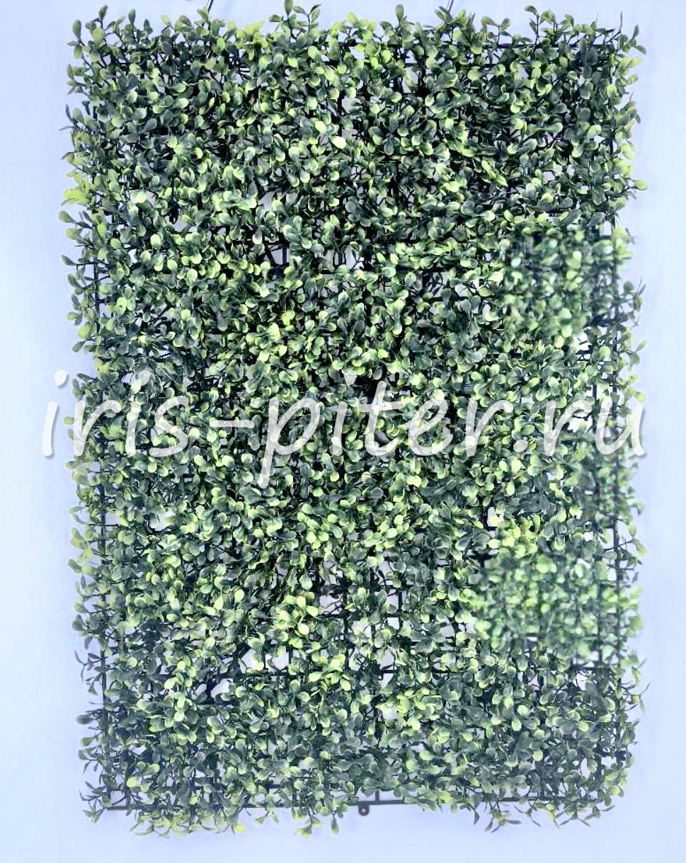 Газон стеллария