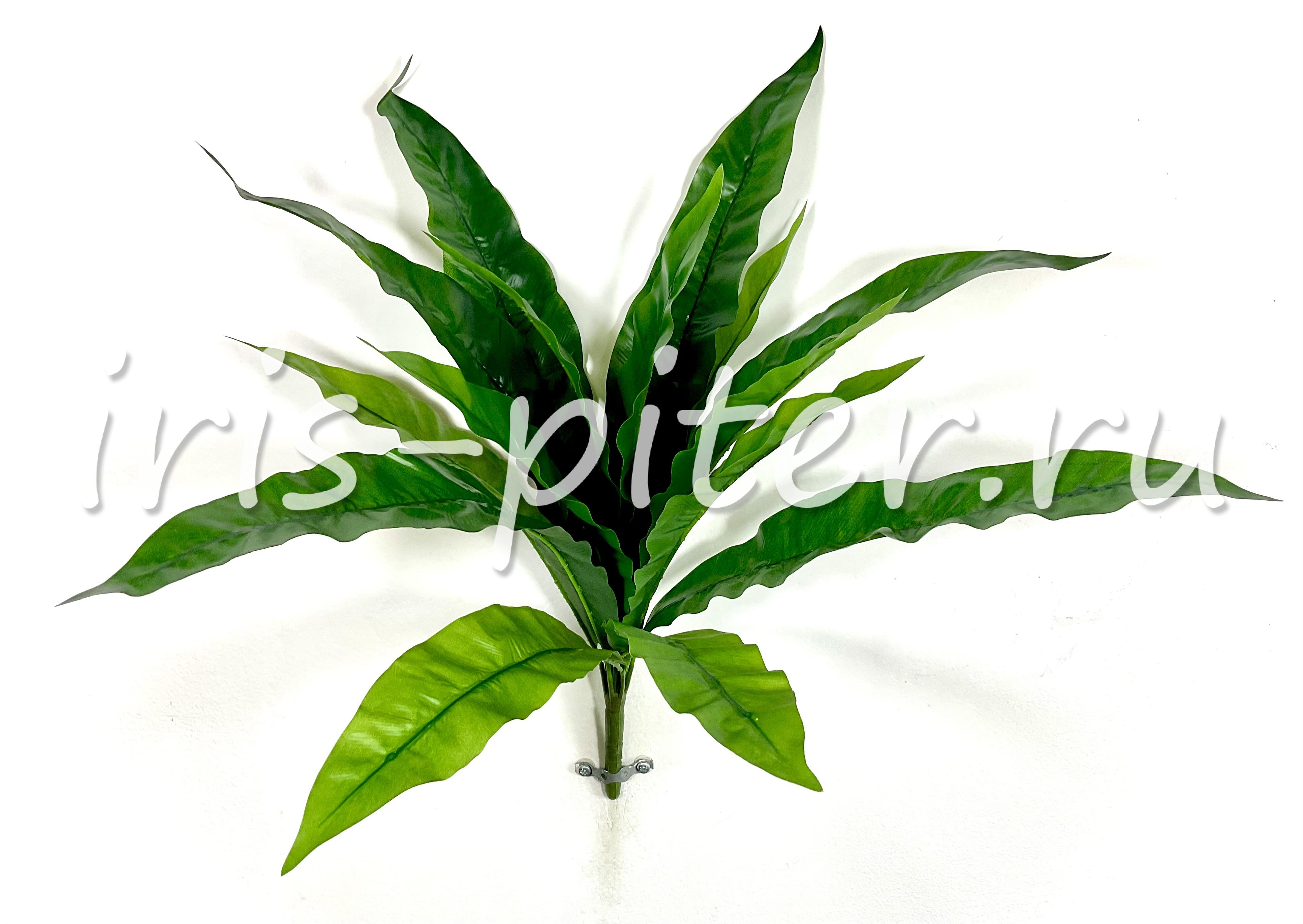 папоротник асплениум