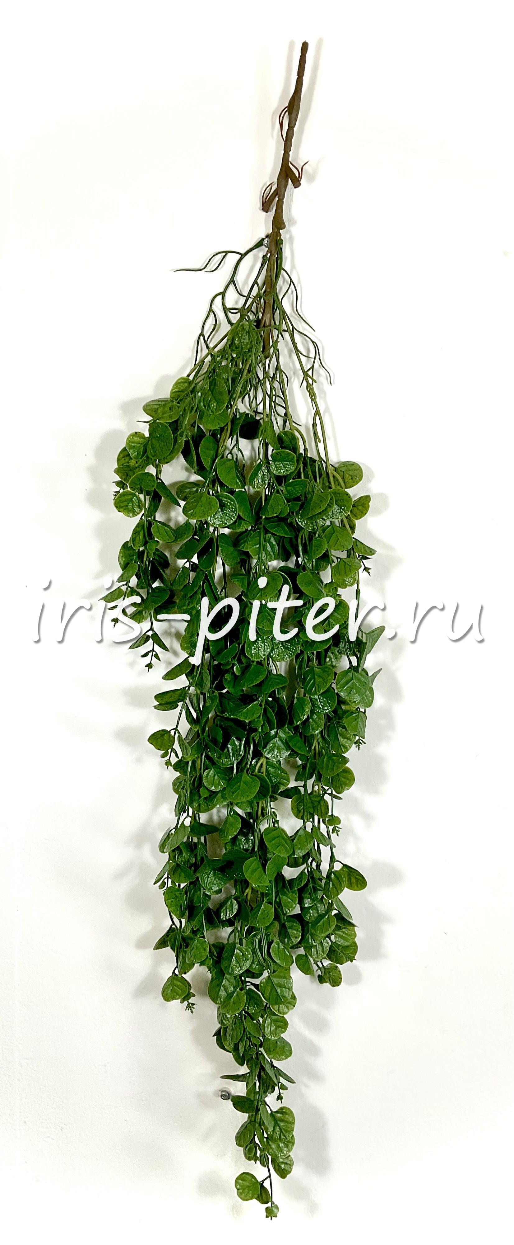 Ветка Эсхинантус пинк полька