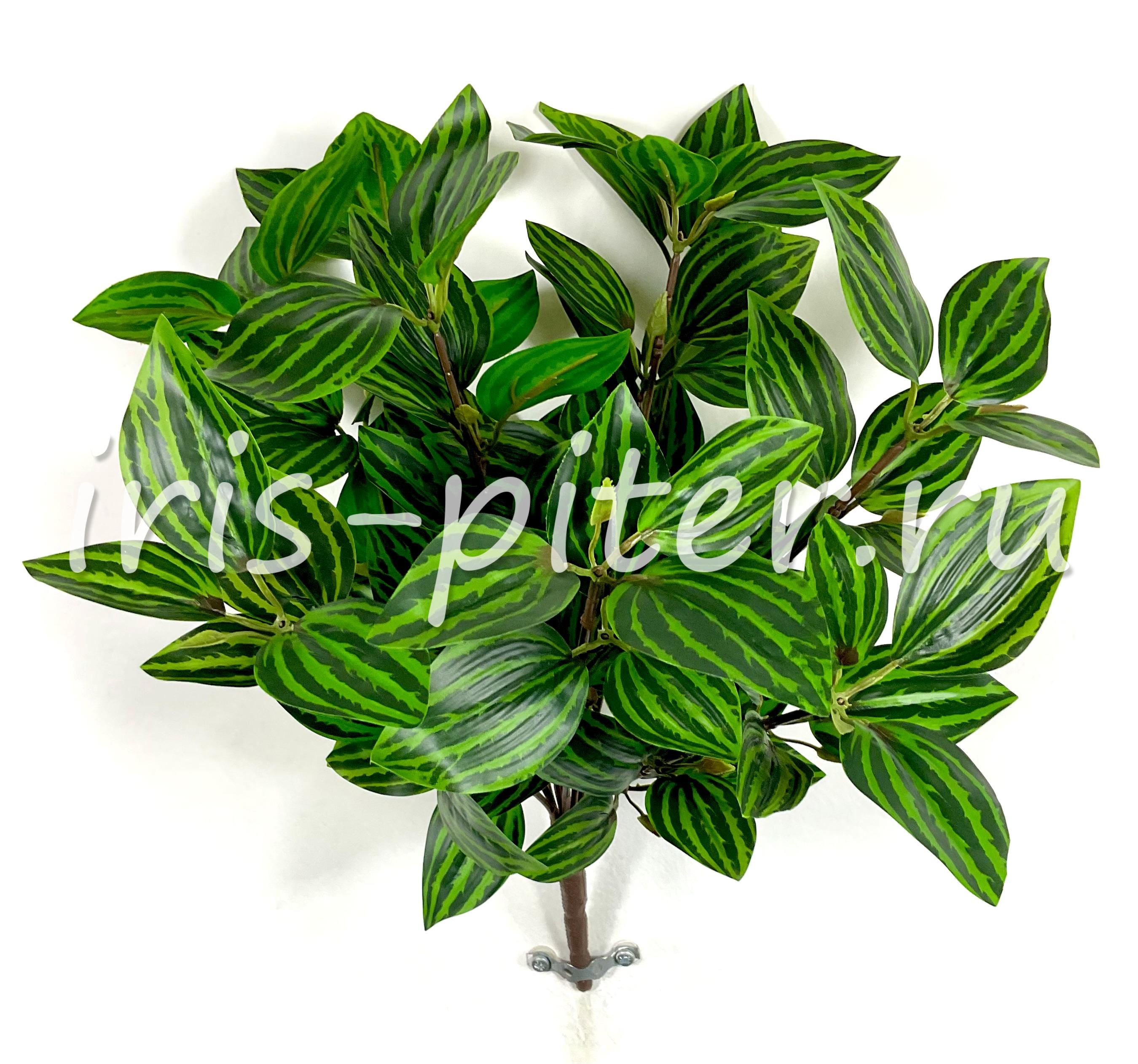 Куст горшечный пеперомия