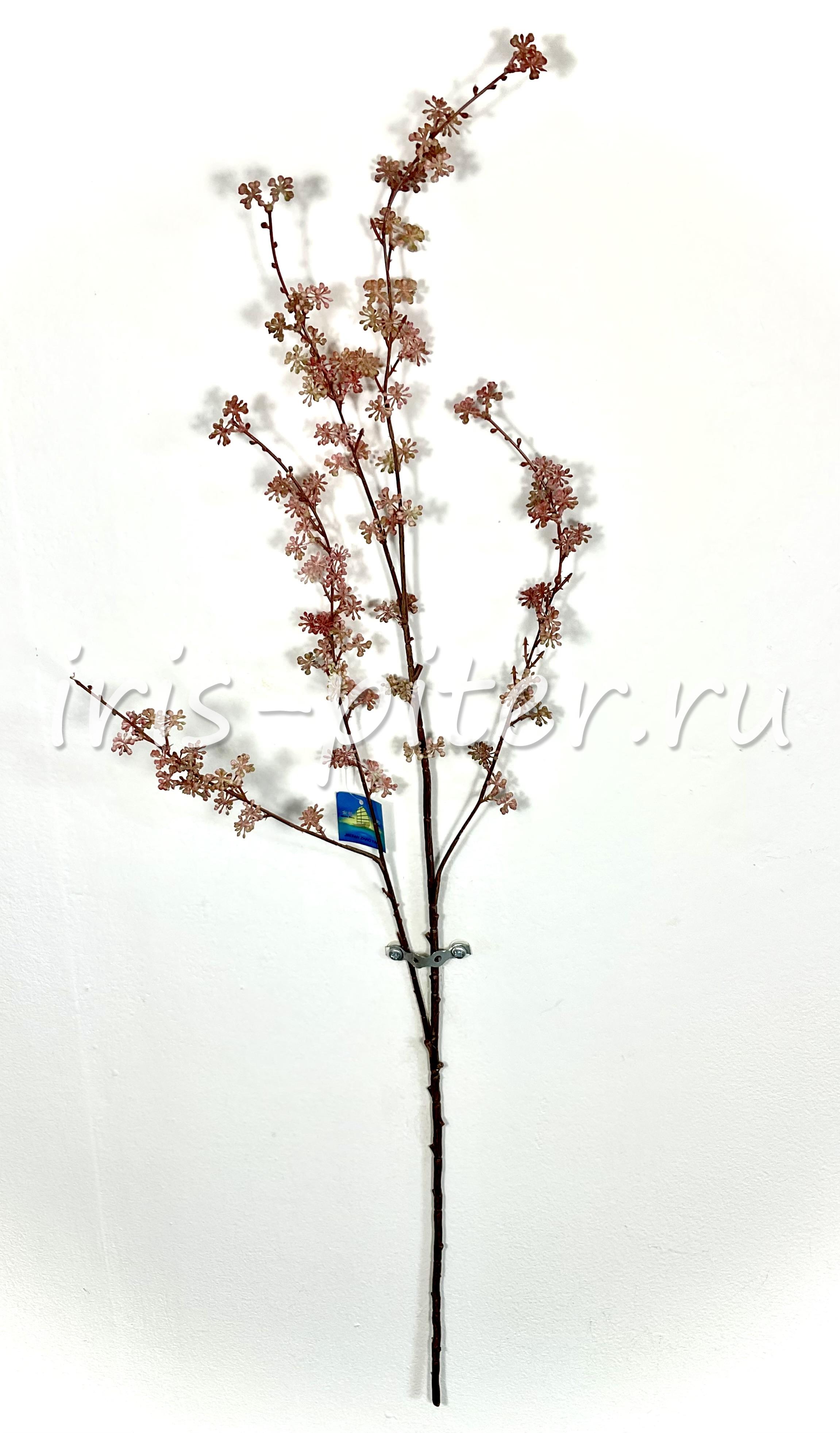 Ветка гениста