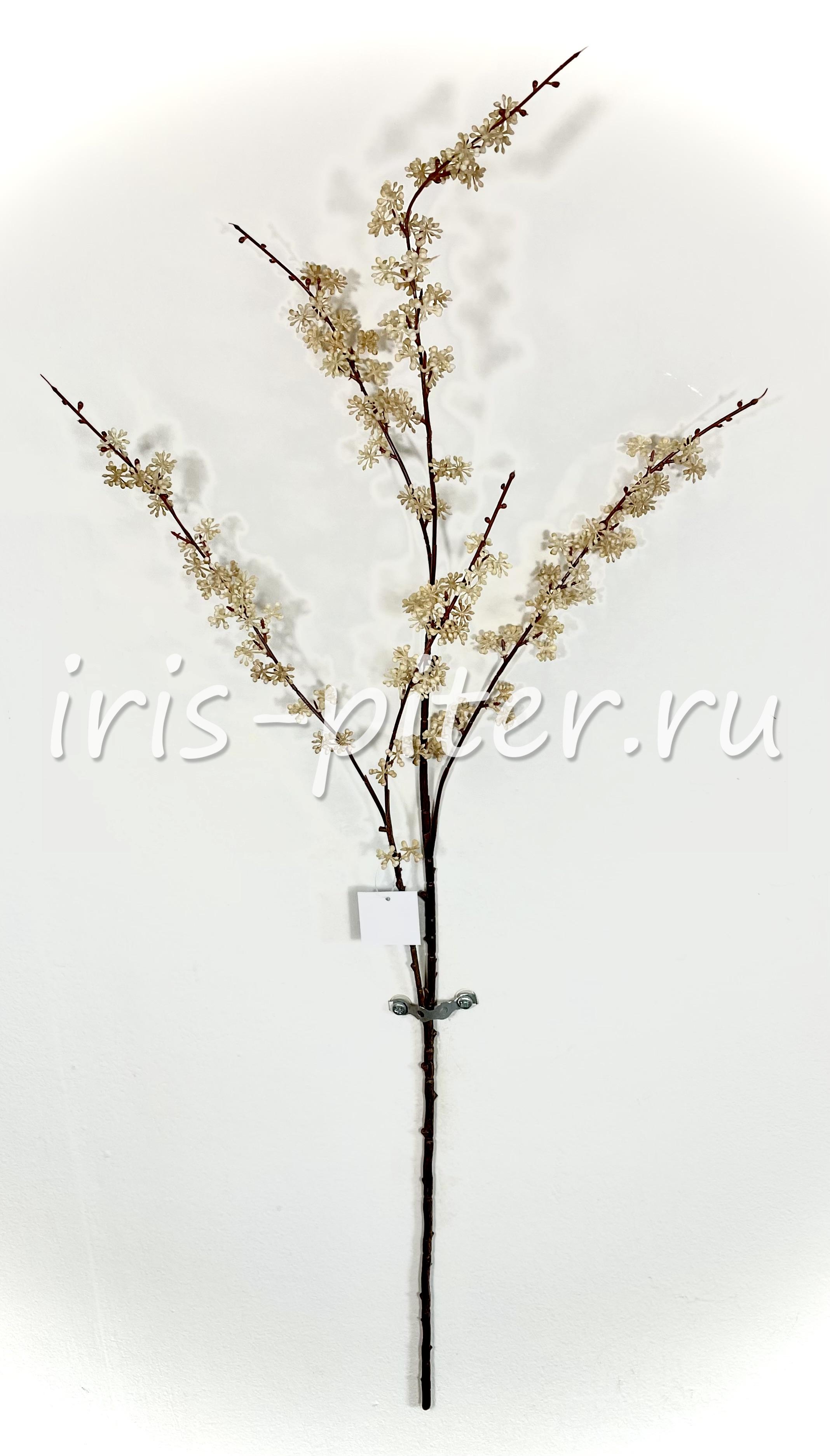 Ветка гениста