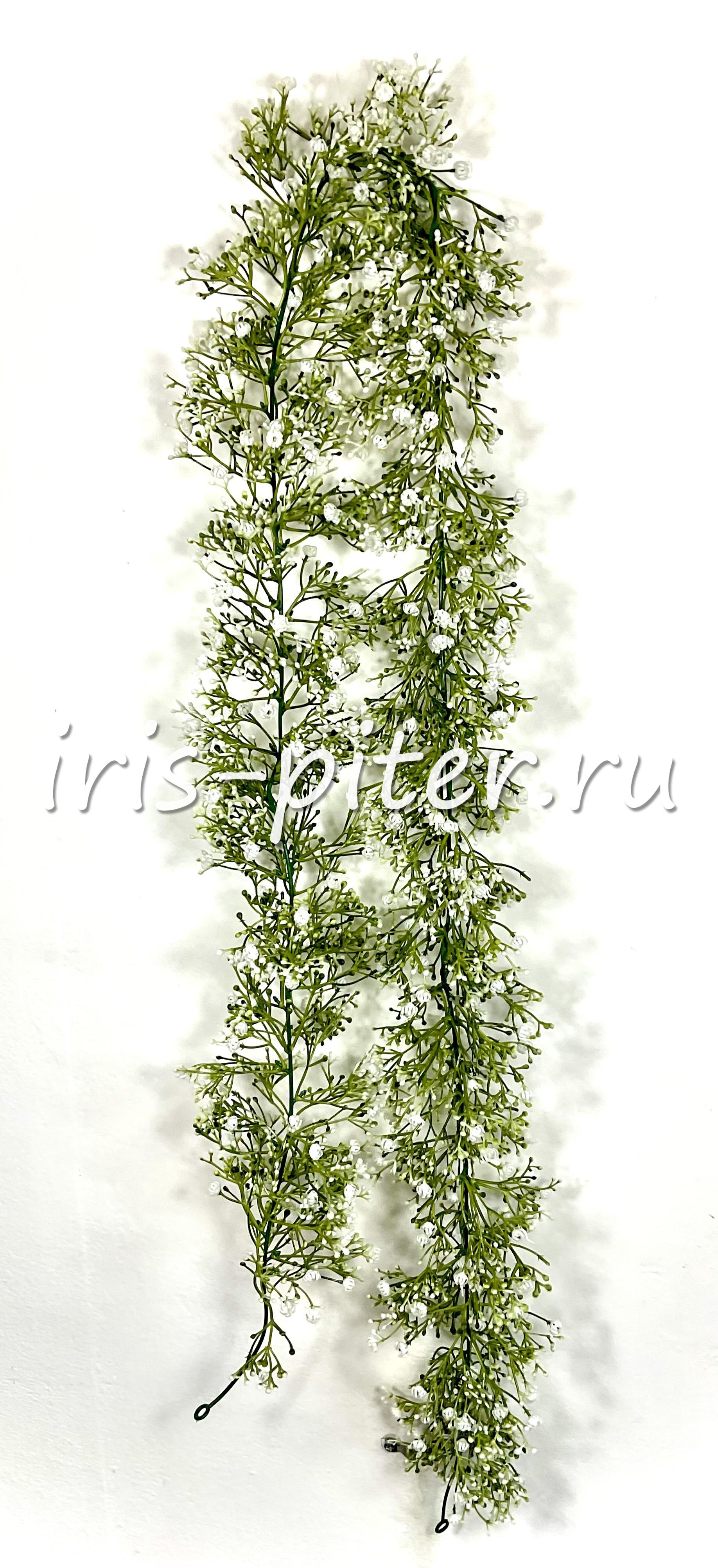 Лиана лимониум