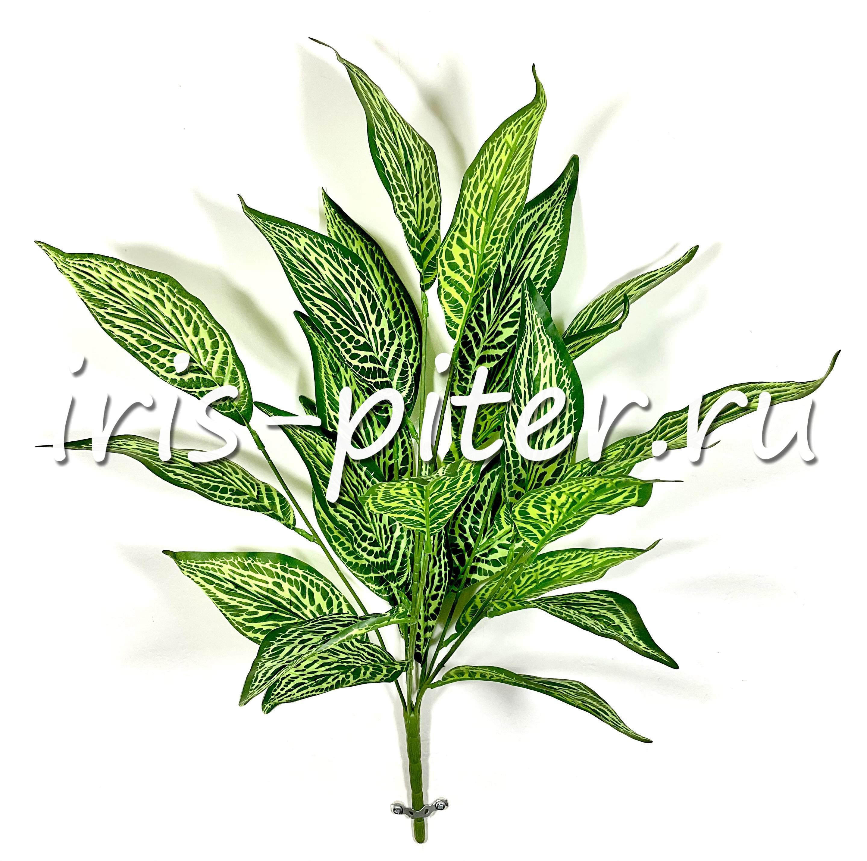 Аглаонема Страйпс 26 листьев