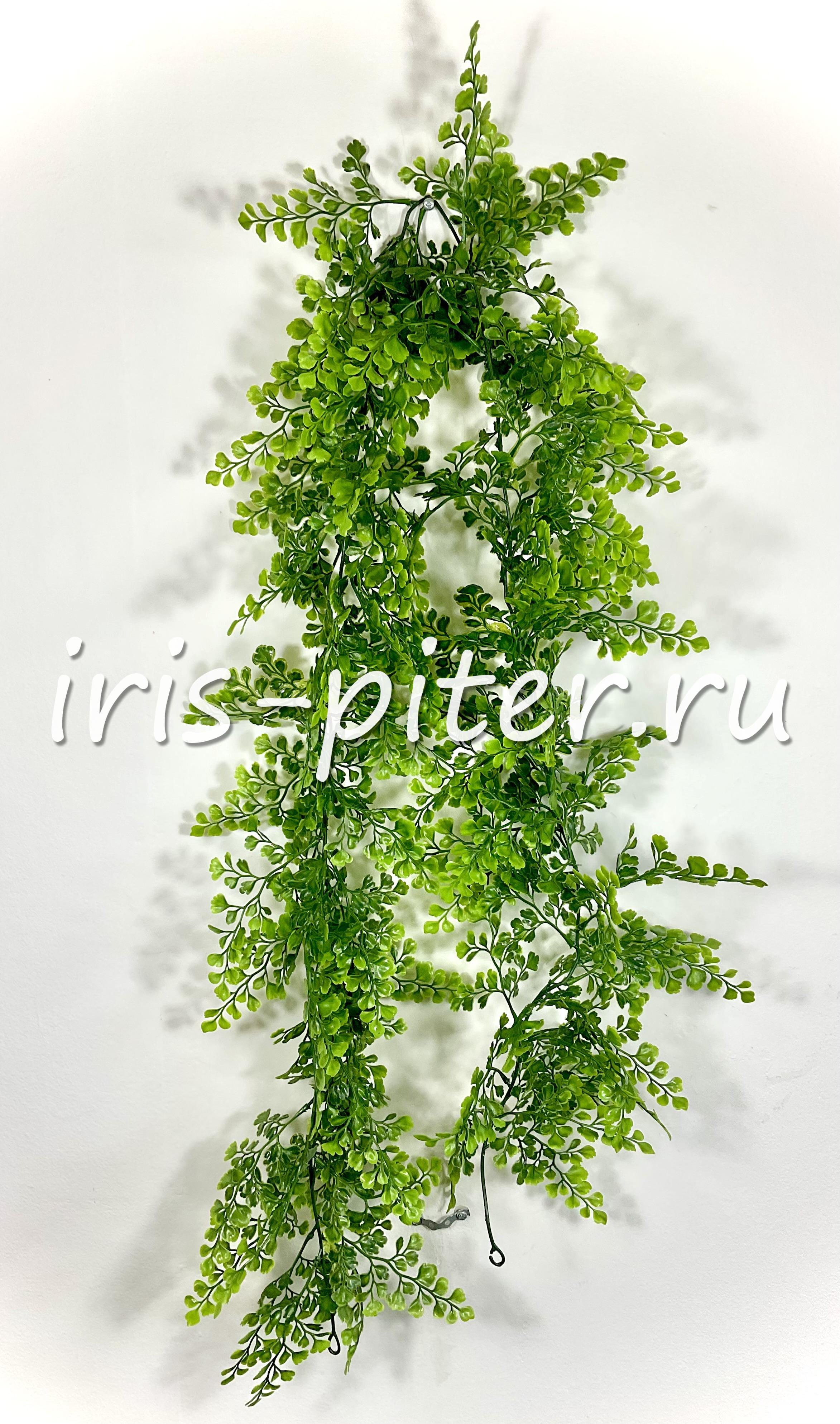 Лиана гинкго