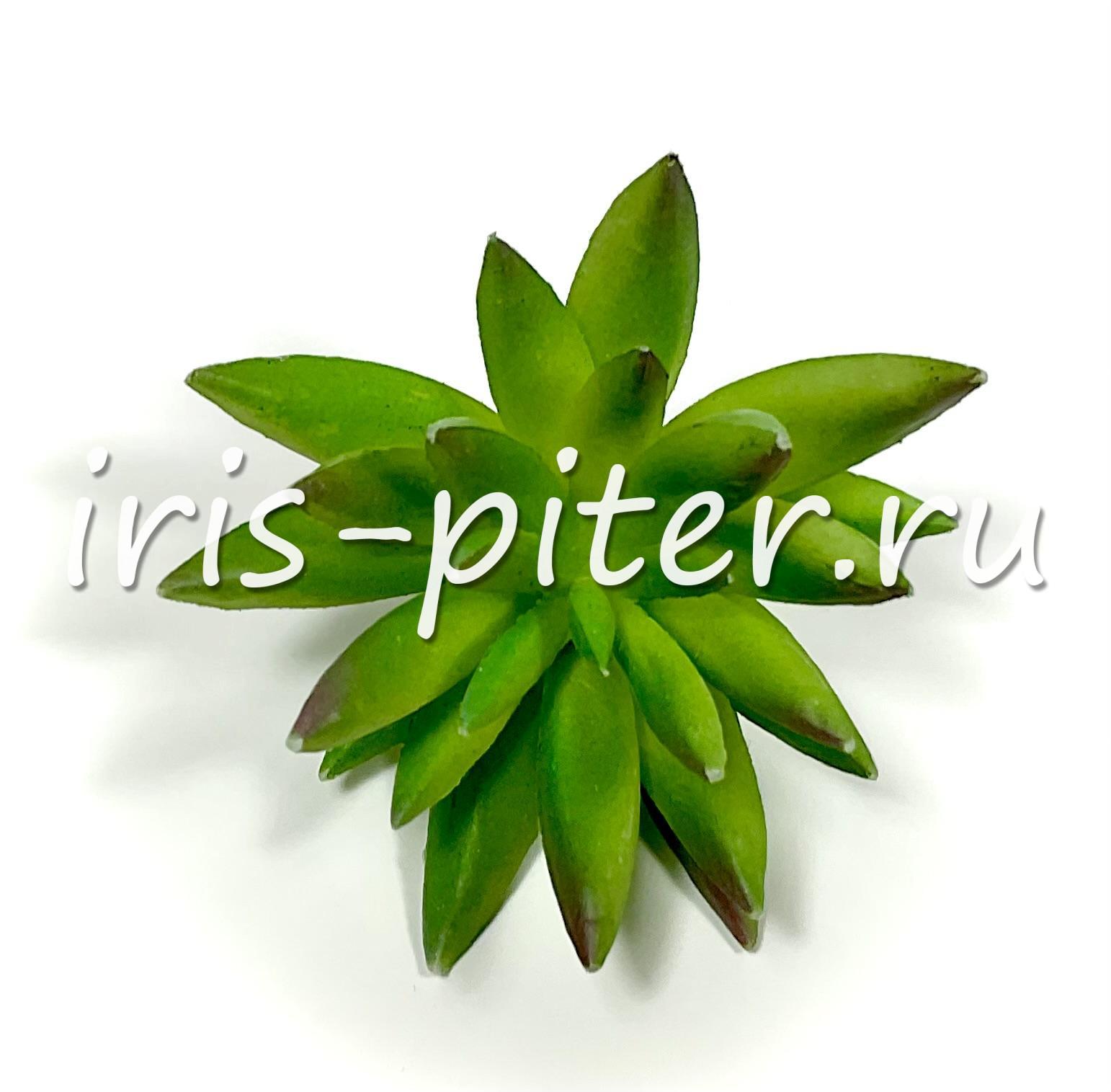 Эхеверия агавовидная