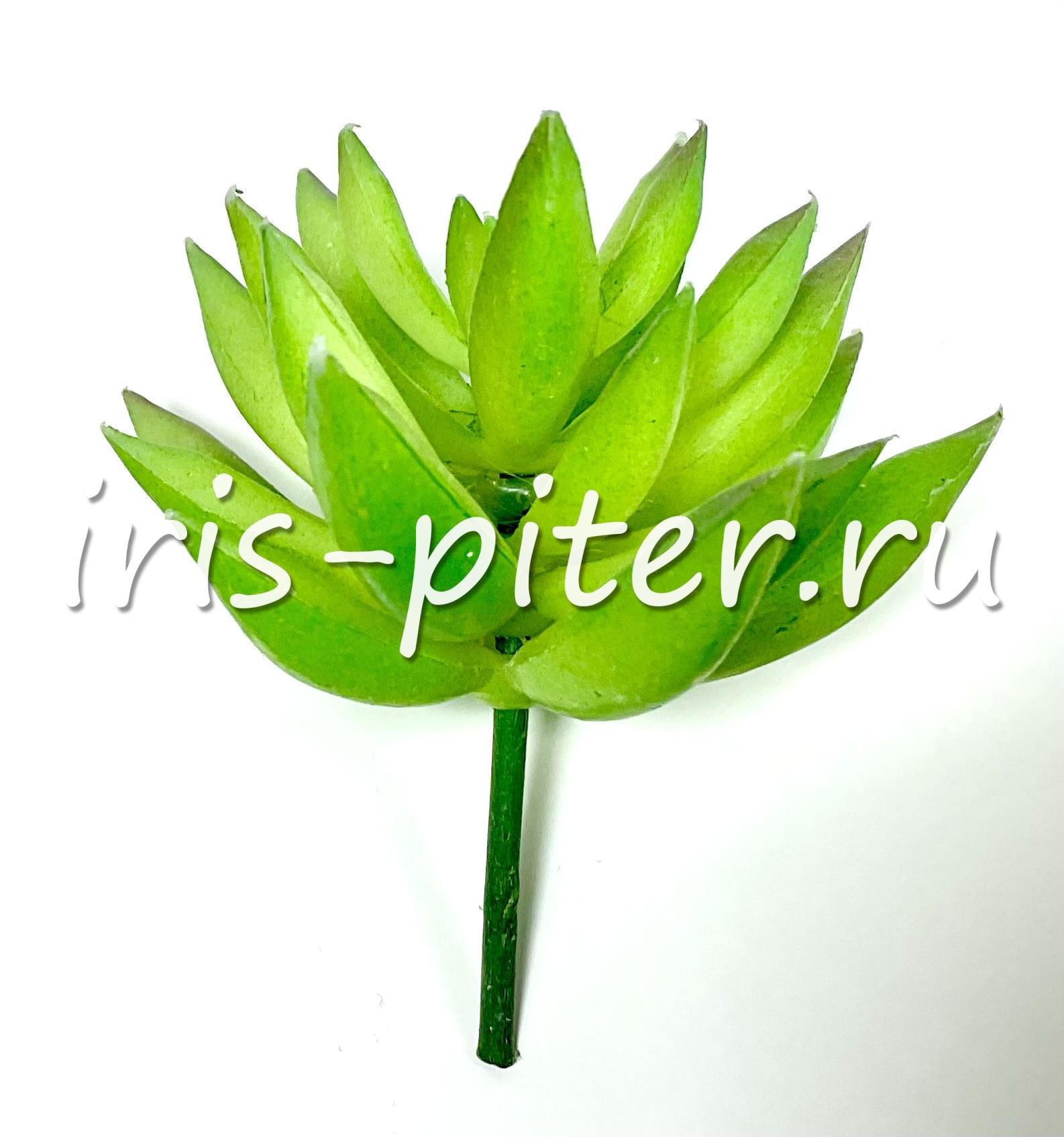 Эхеверия агавовидная