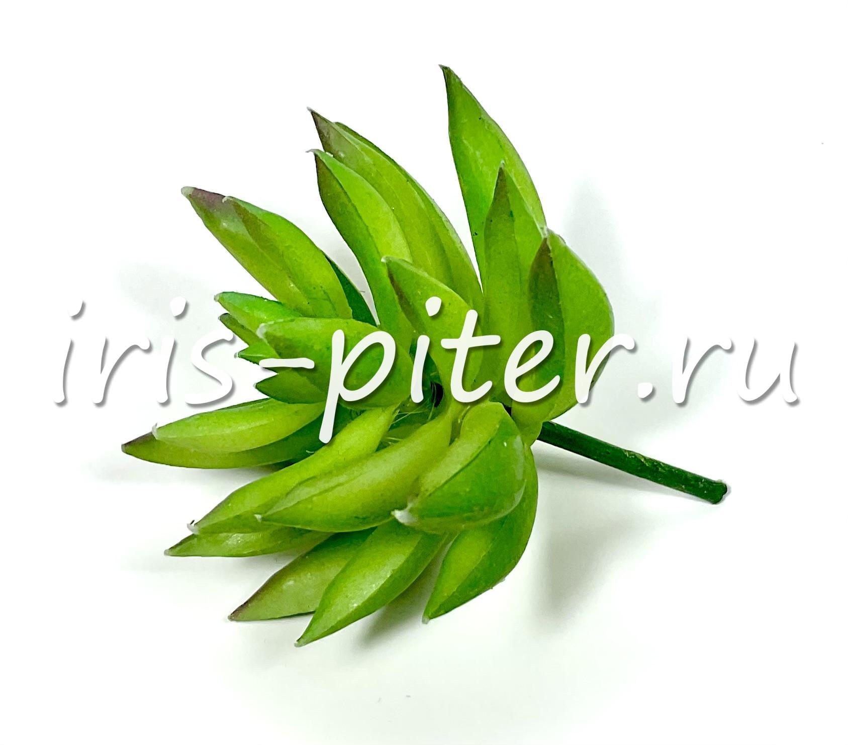 Эхеверия агавовидная