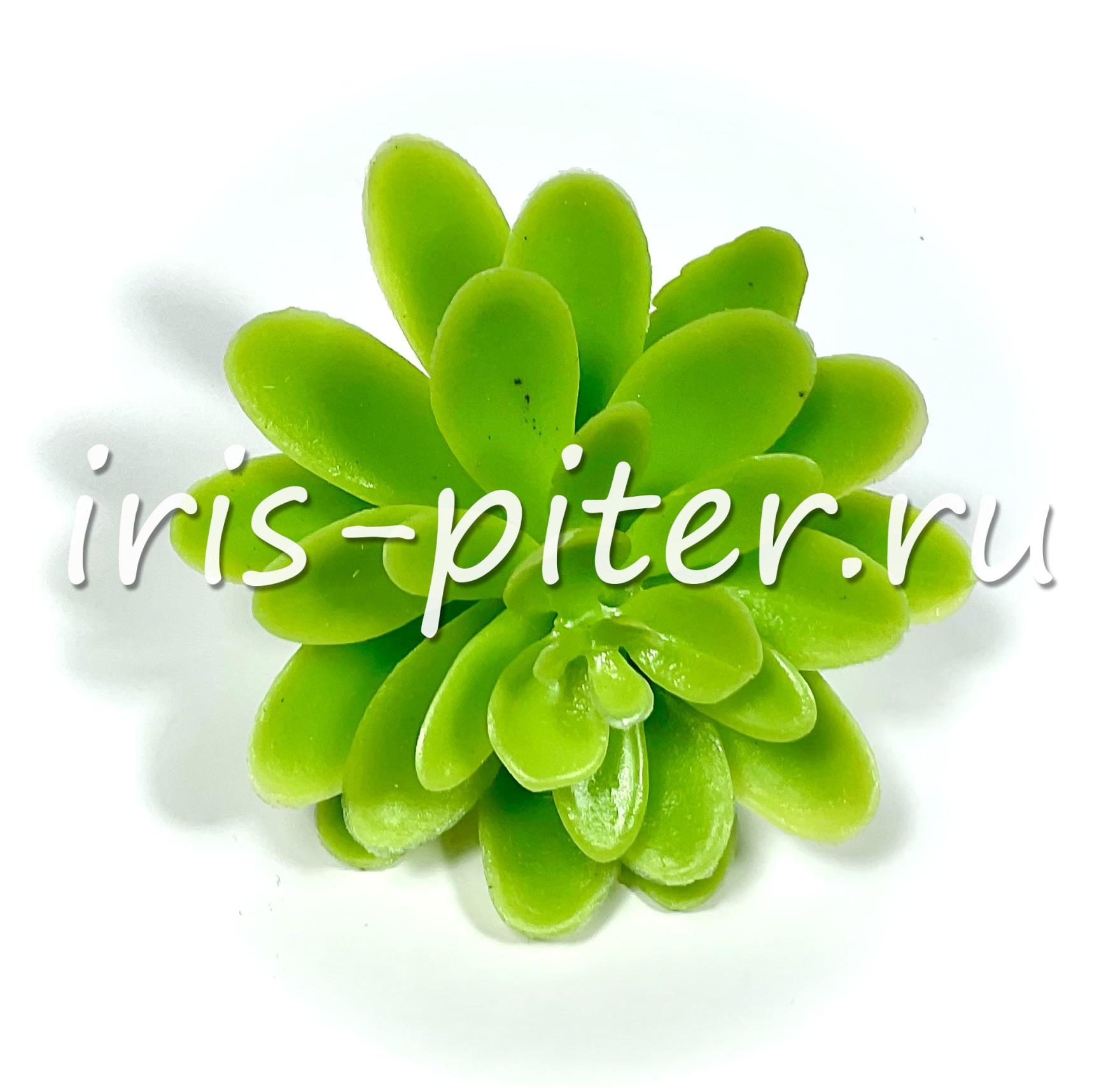 Эхеверия изящная