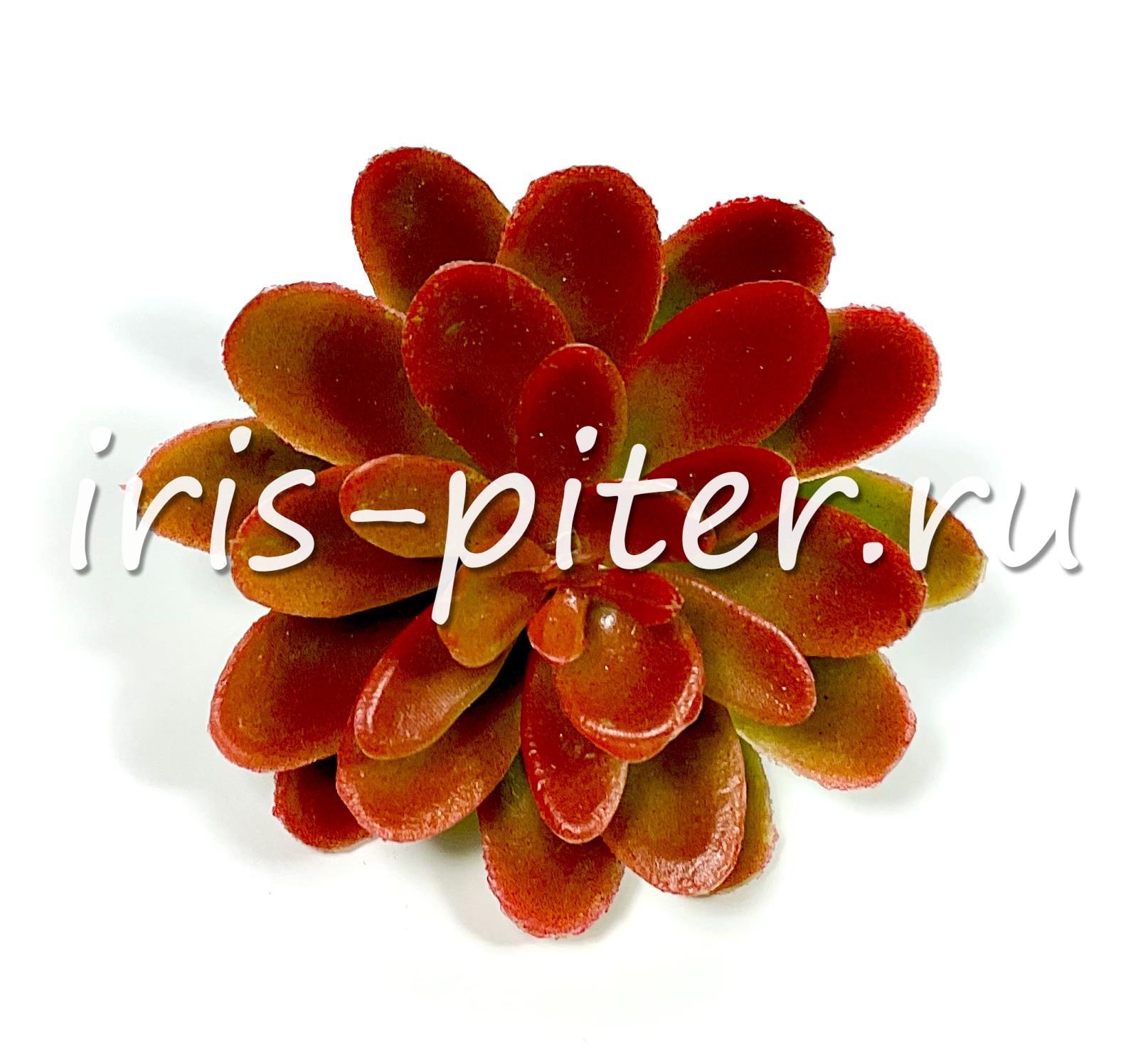 Эхеверия изящная