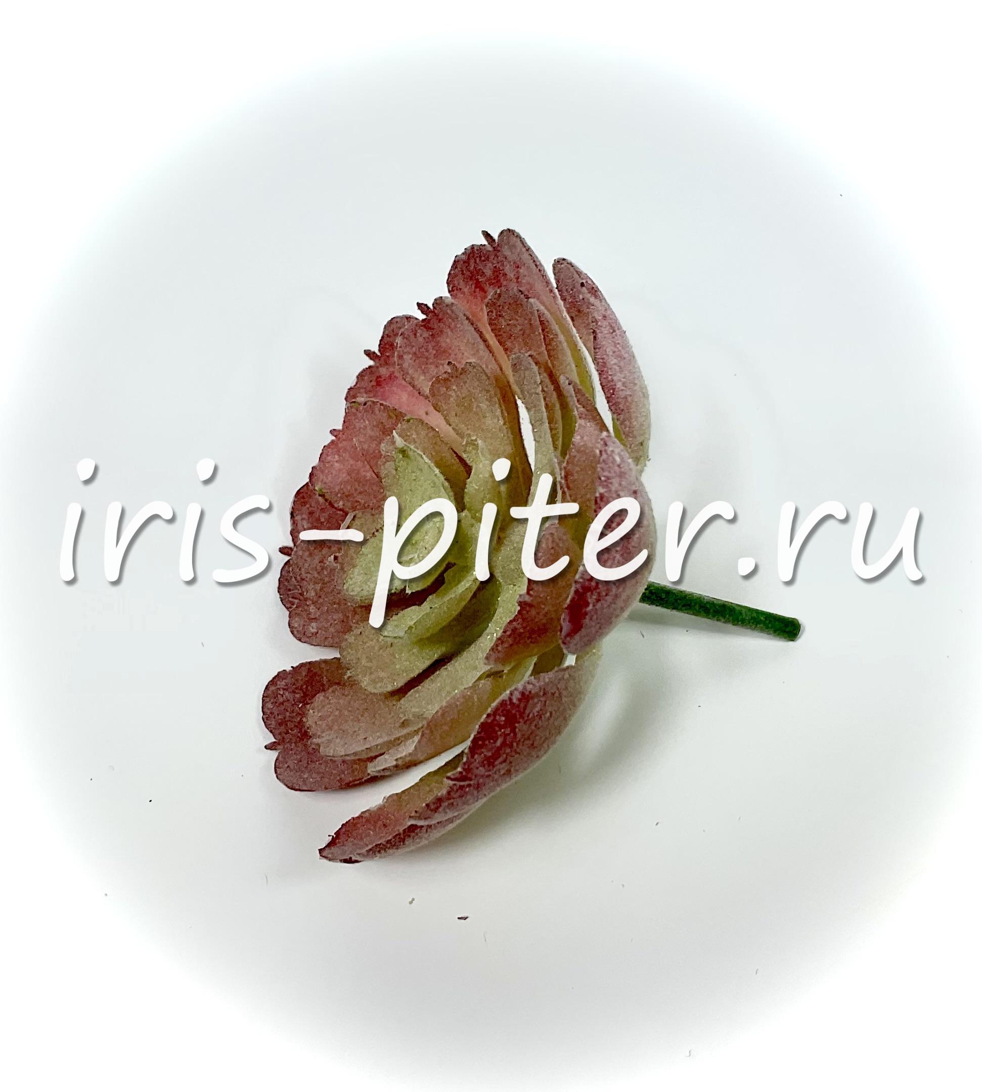 Эхеверия Деренберга