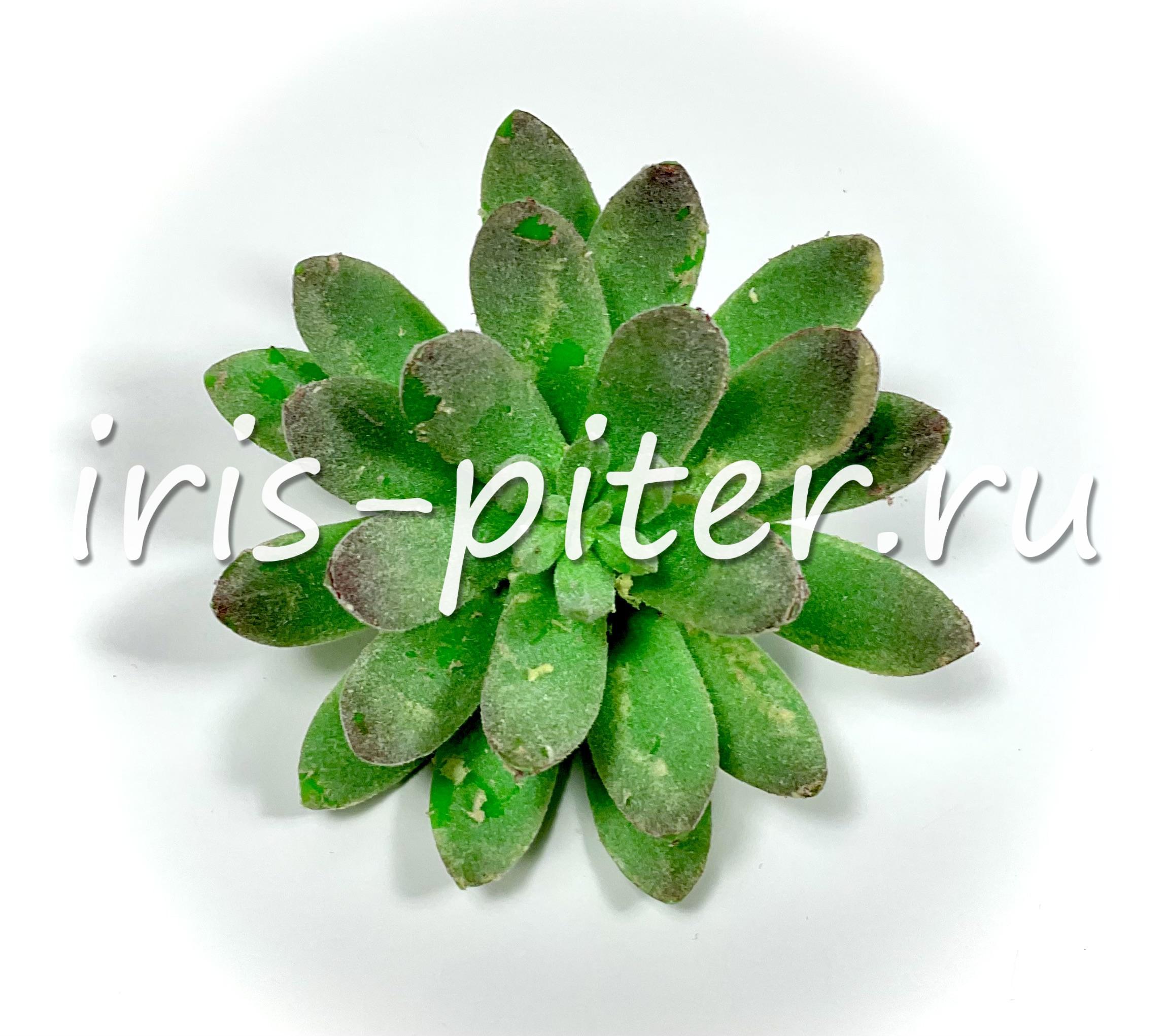 Эхеверия Амоена