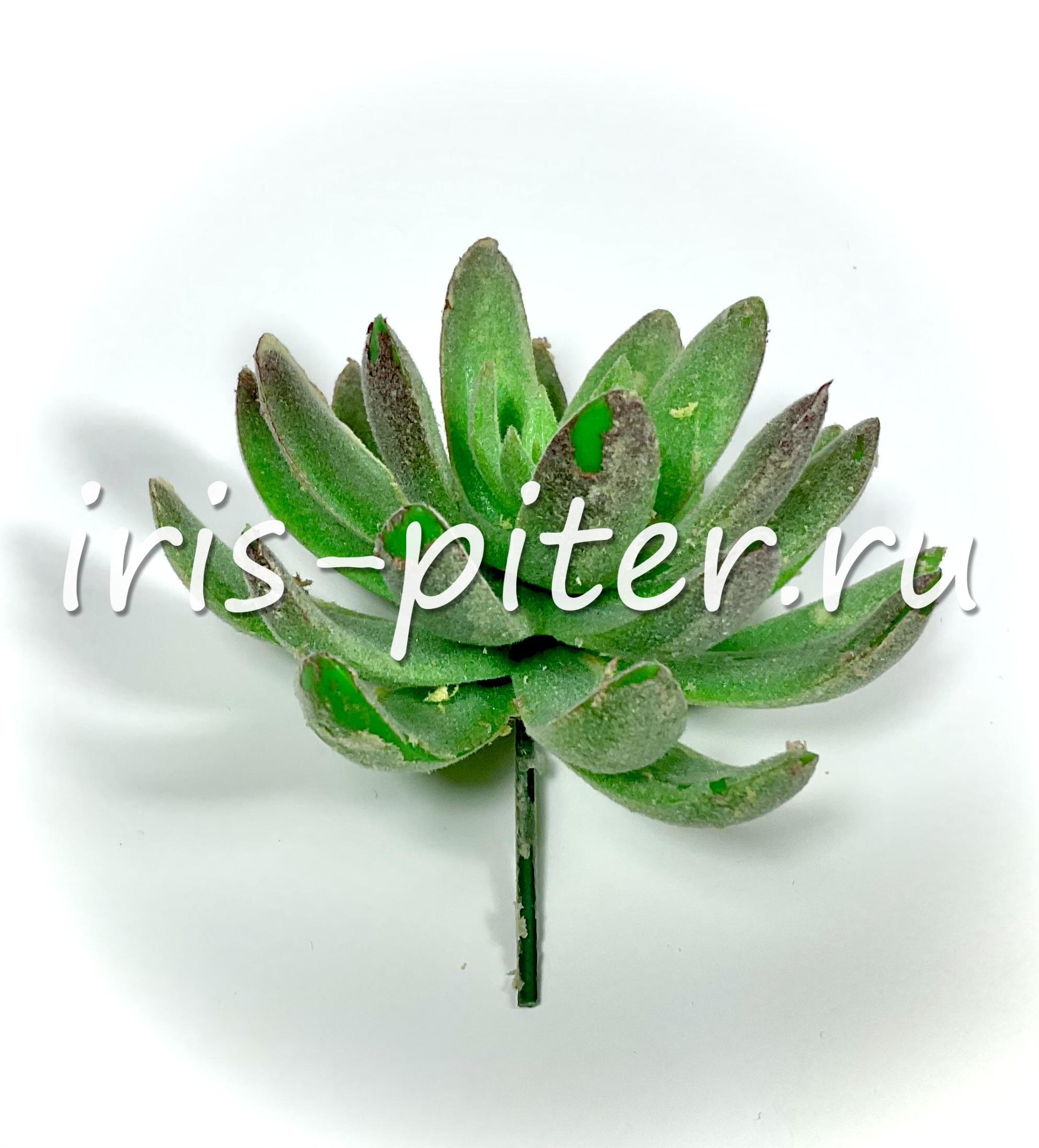 Эхеверия Амоена