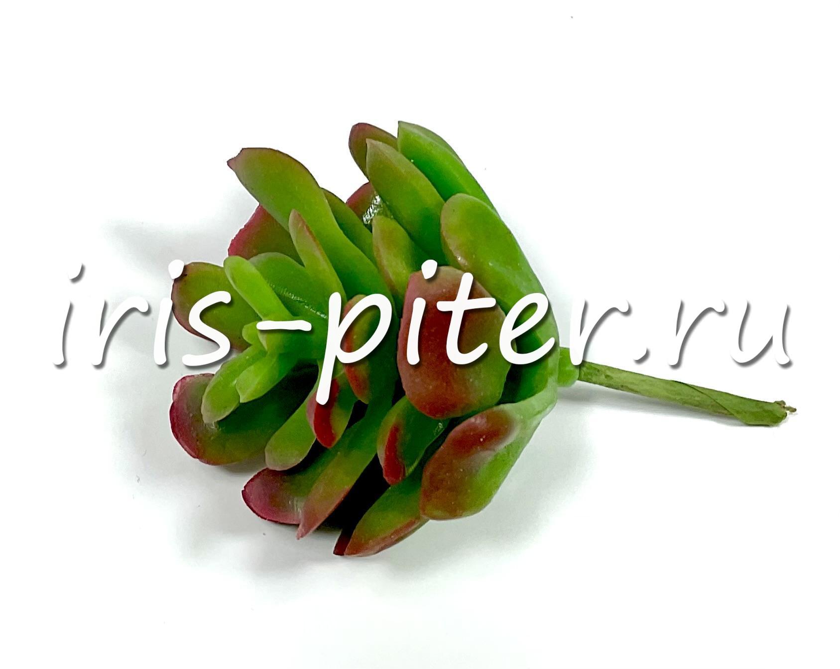 Эхеверия многостебельная