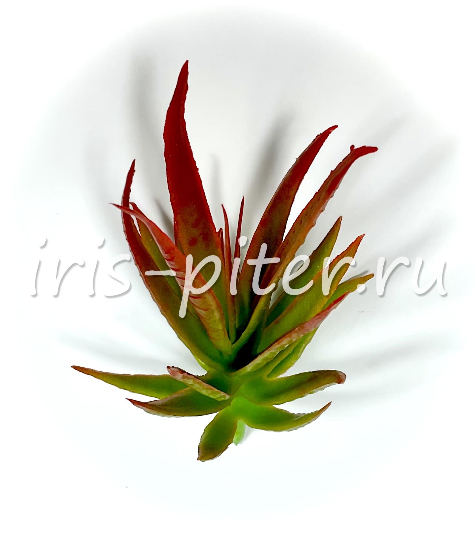 Хавортия Энон