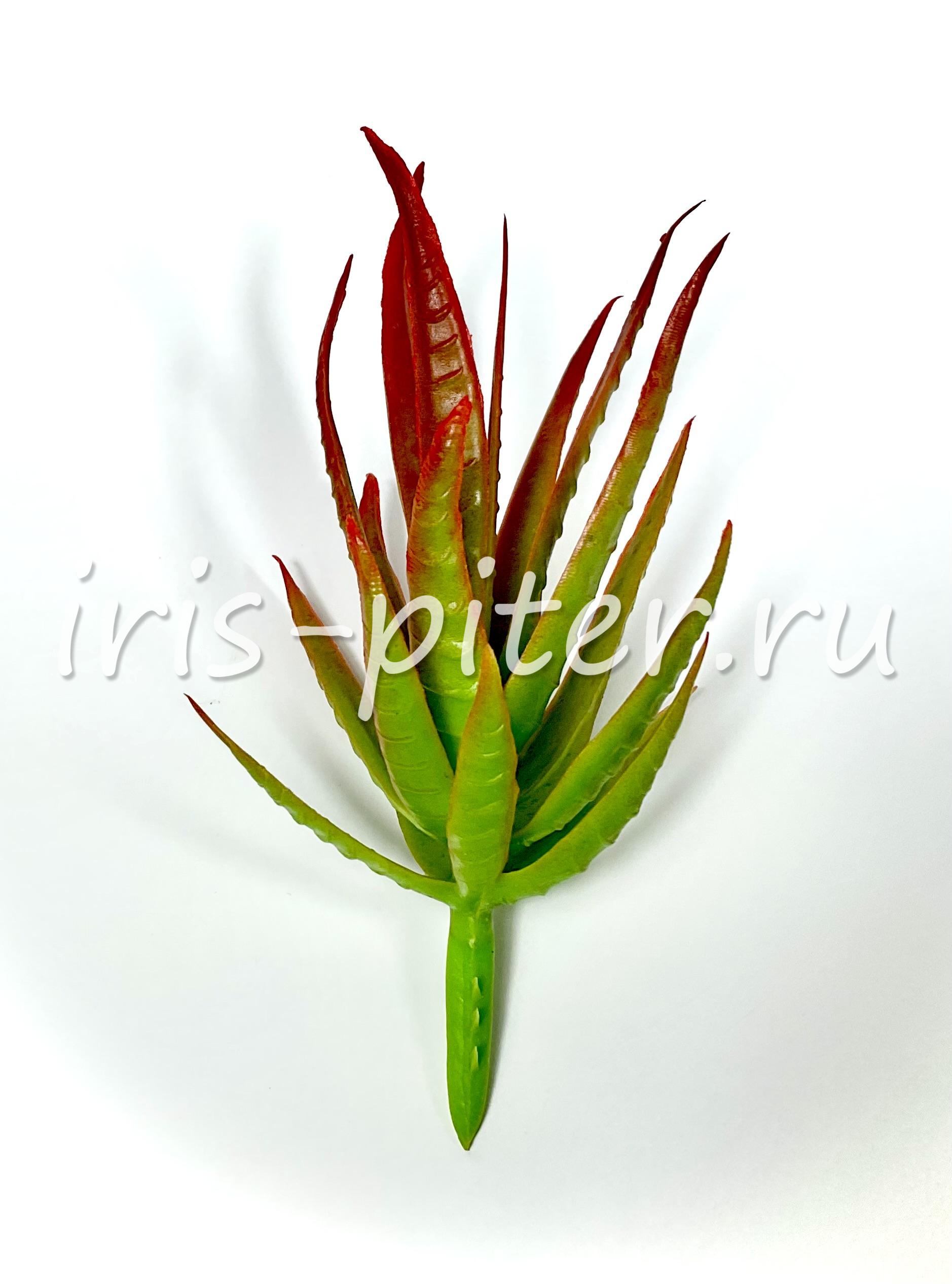 Хавортия Энон