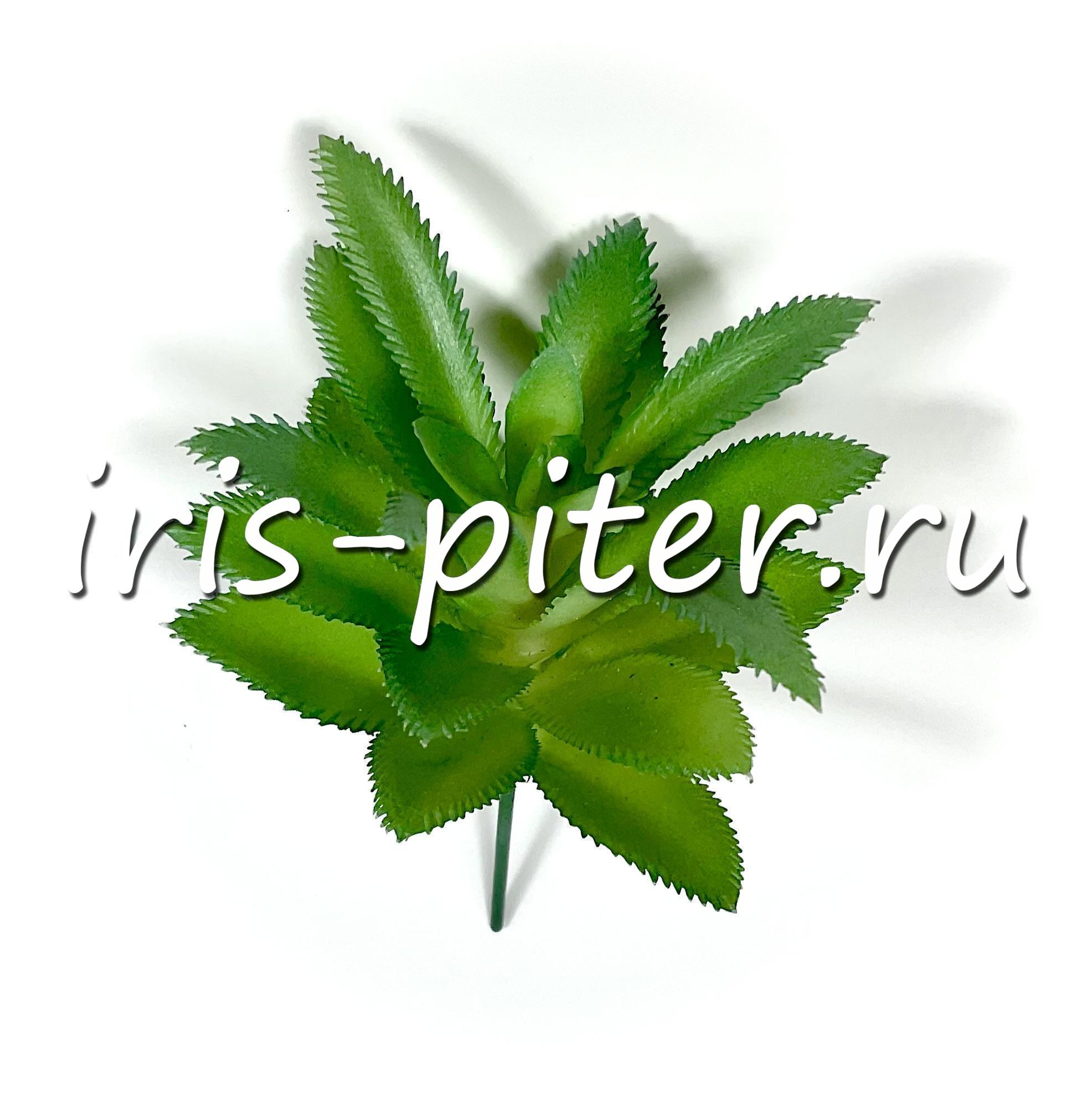 Хавортия сизая