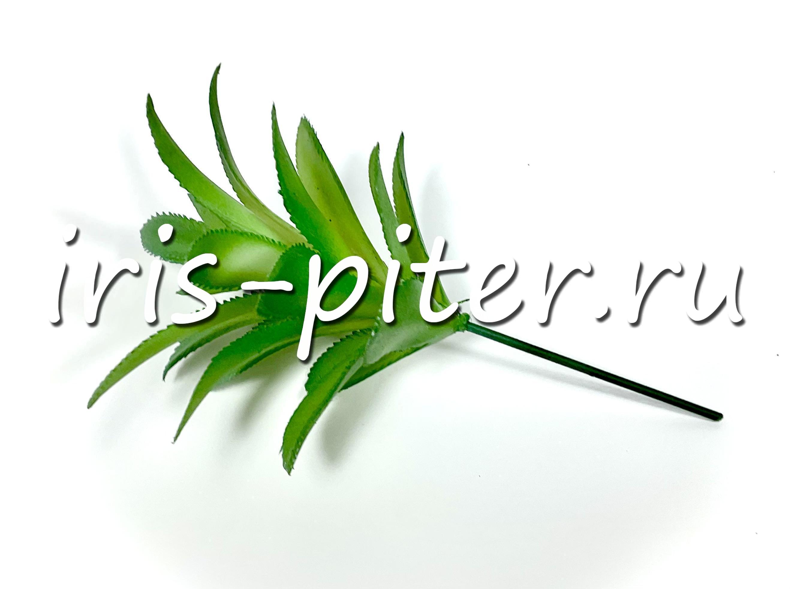 Хавортия сизая