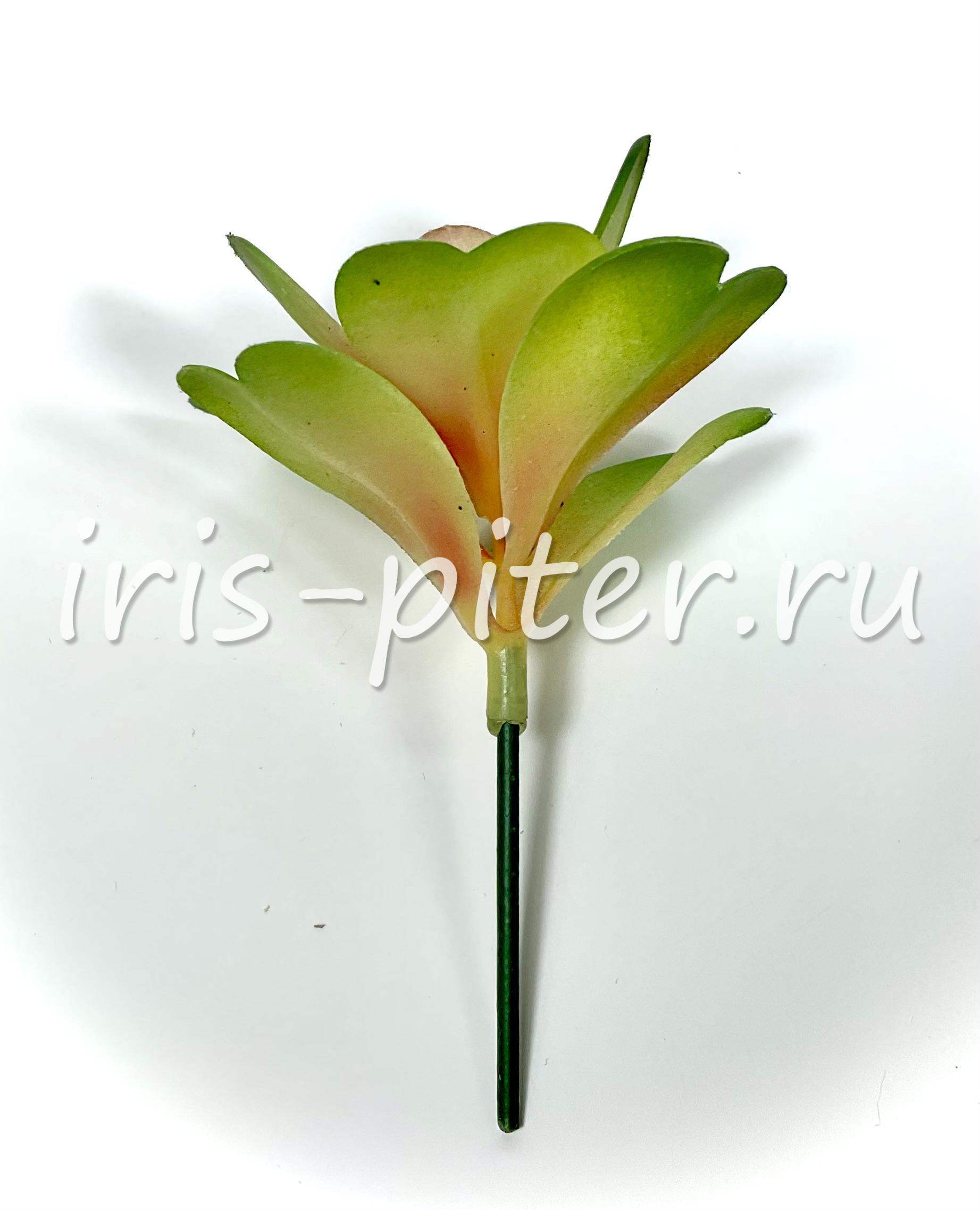 Каланхоэ Тирсифлора