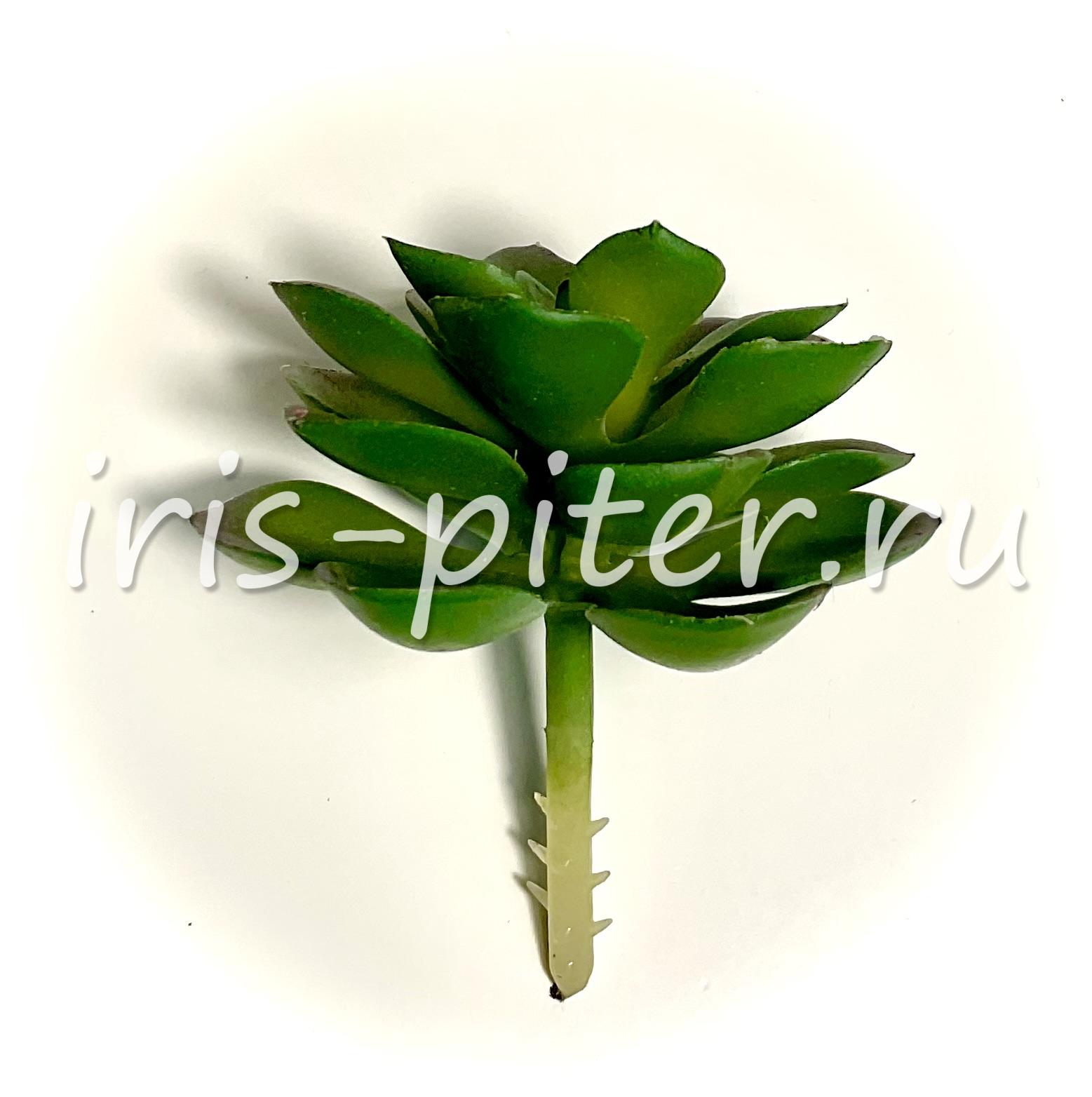 Хавортия сизая