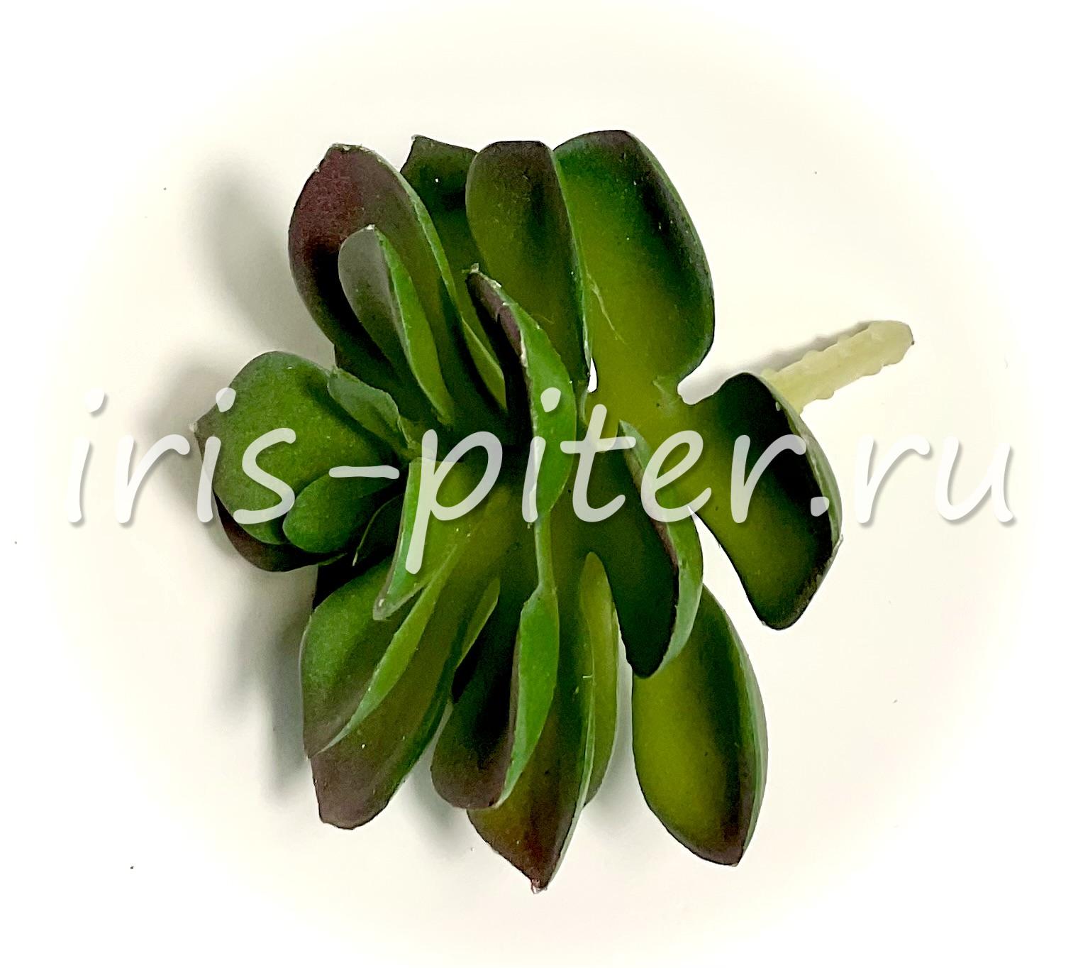 Хавортия сизая