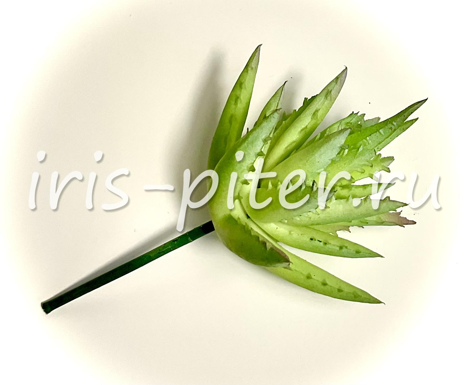 Хавортия саванна